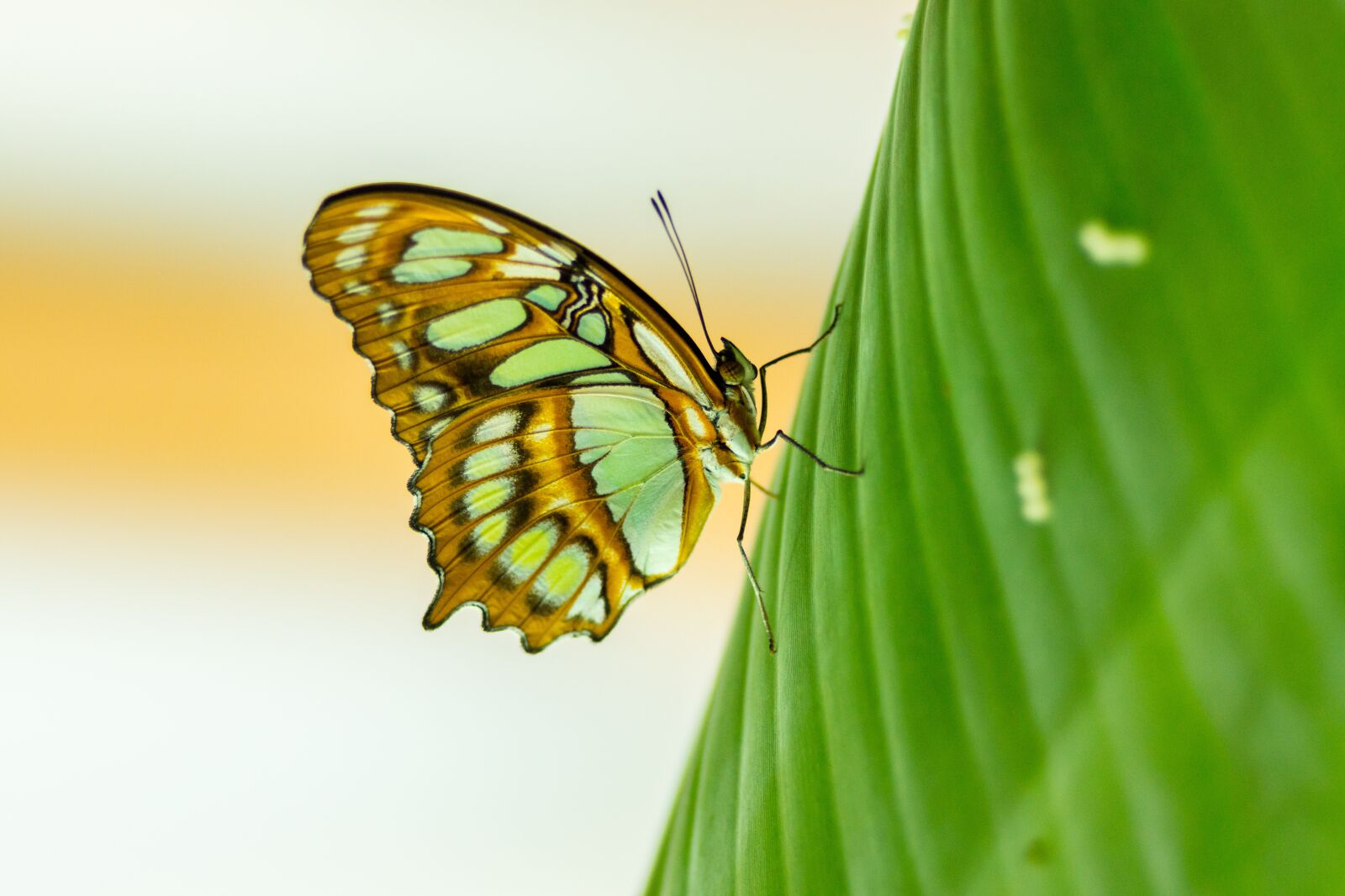 Sony 135mm F2.8 [T4.5] STF sample photo. Butterfly, transparent, leaf photography