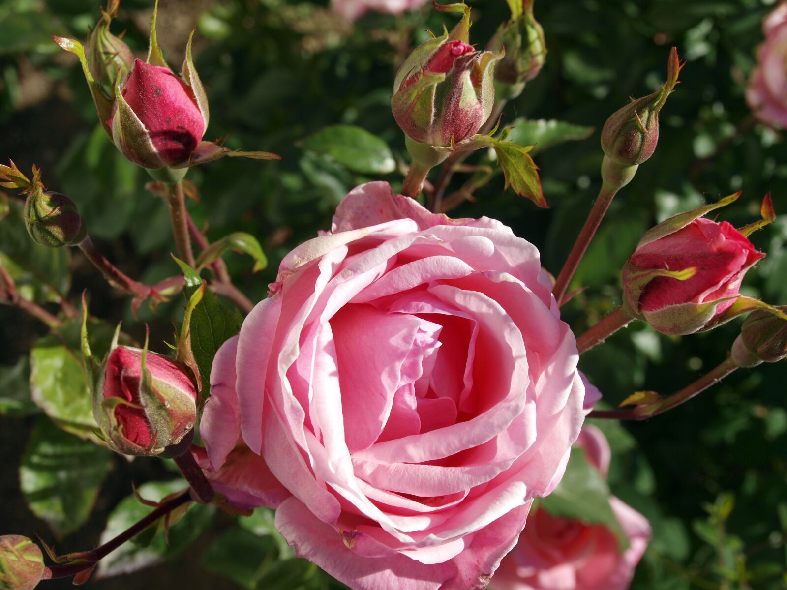Olympus E-420 (EVOLT E-420) sample photo. Roses, flower buds pink photography