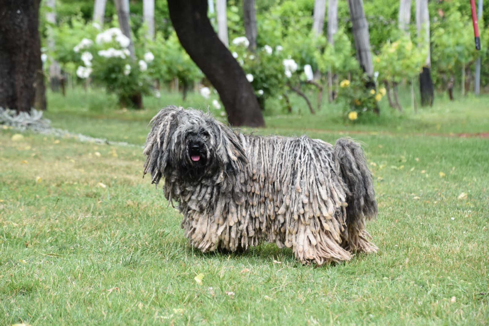 Nikon D7200 sample photo. Puli, dog, hungarian photography