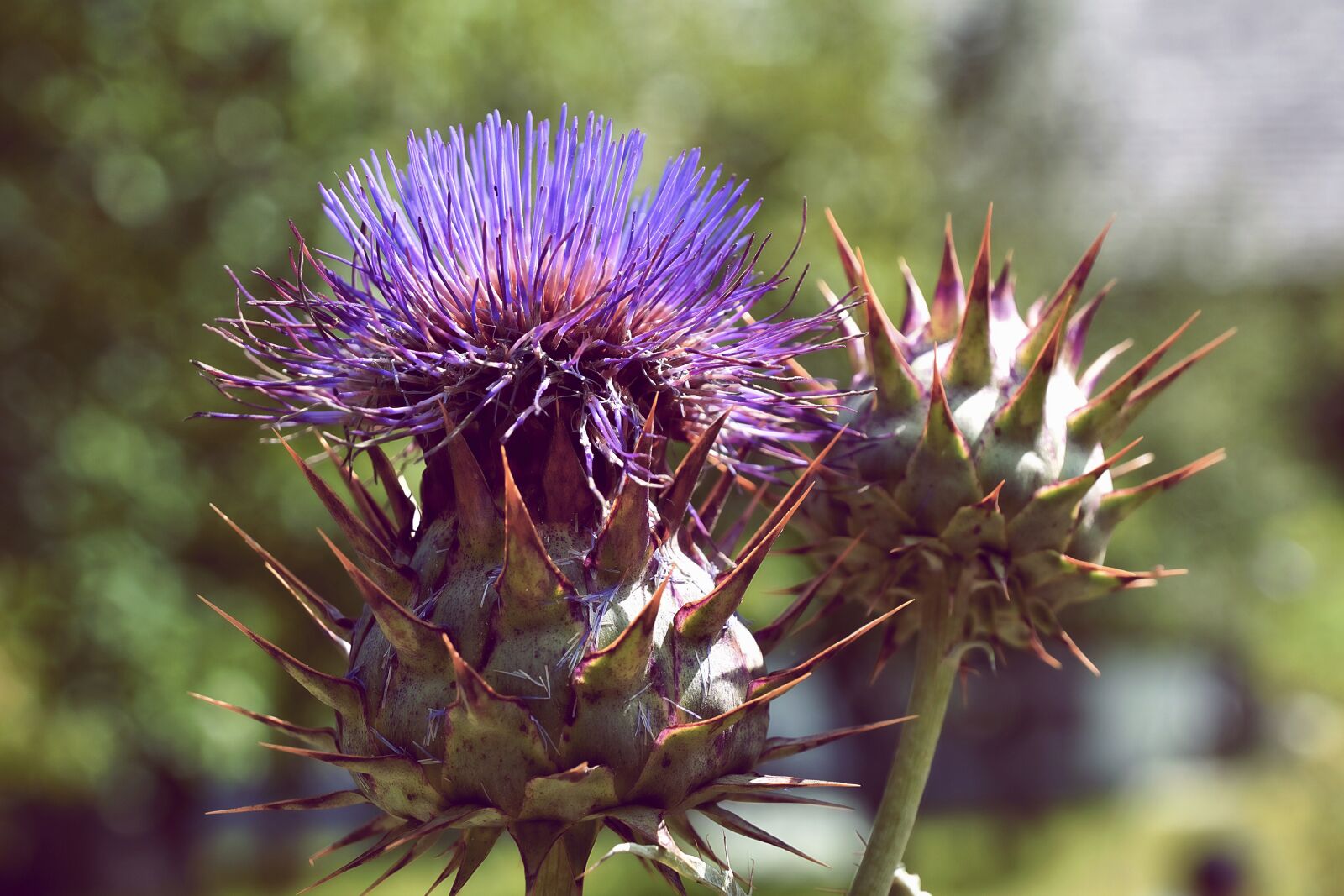 Sony DT 18-135mm F3.5-5.6 SAM sample photo. Artichoke, cardoon, cardy photography