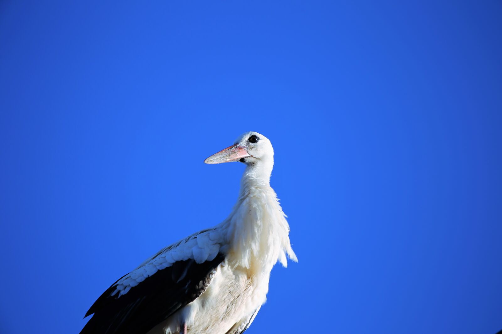 Canon EF 70-300 F4-5.6 IS II USM sample photo. Young stork, bird, standing photography