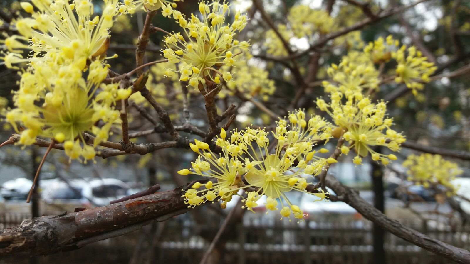 Samsung Galaxy J5 sample photo. Nature, wood, plants photography