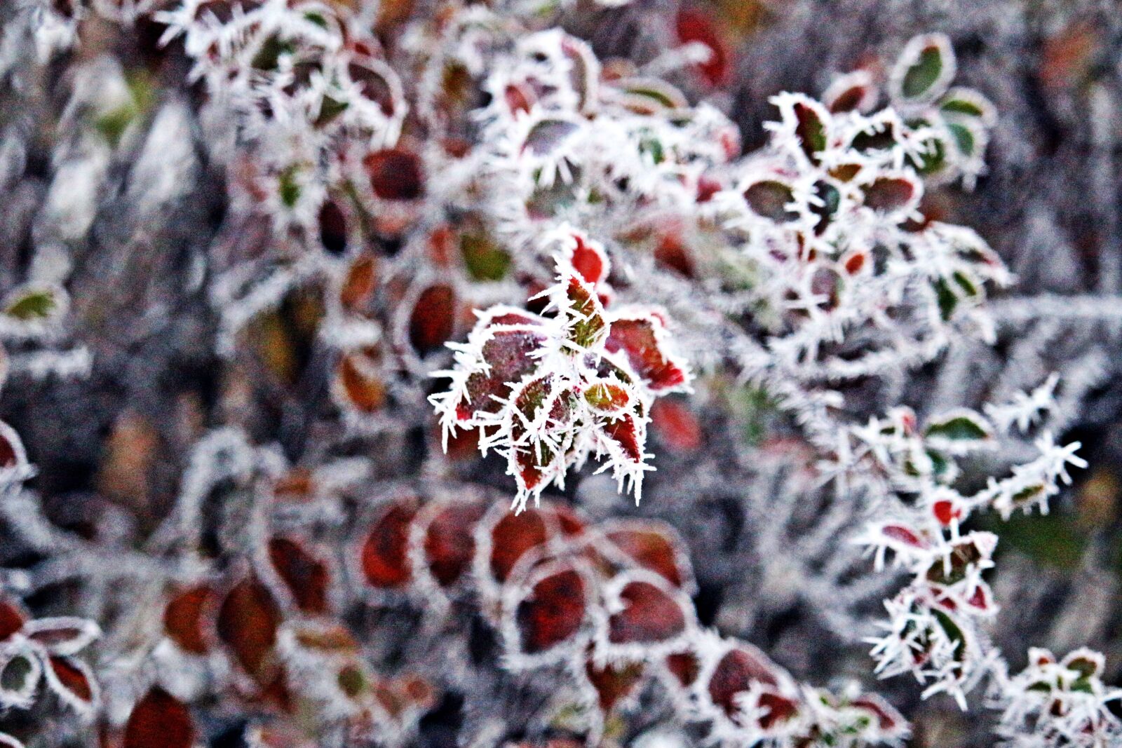 Canon EOS 100D (EOS Rebel SL1 / EOS Kiss X7) sample photo. Fall foliage, frost, winter photography