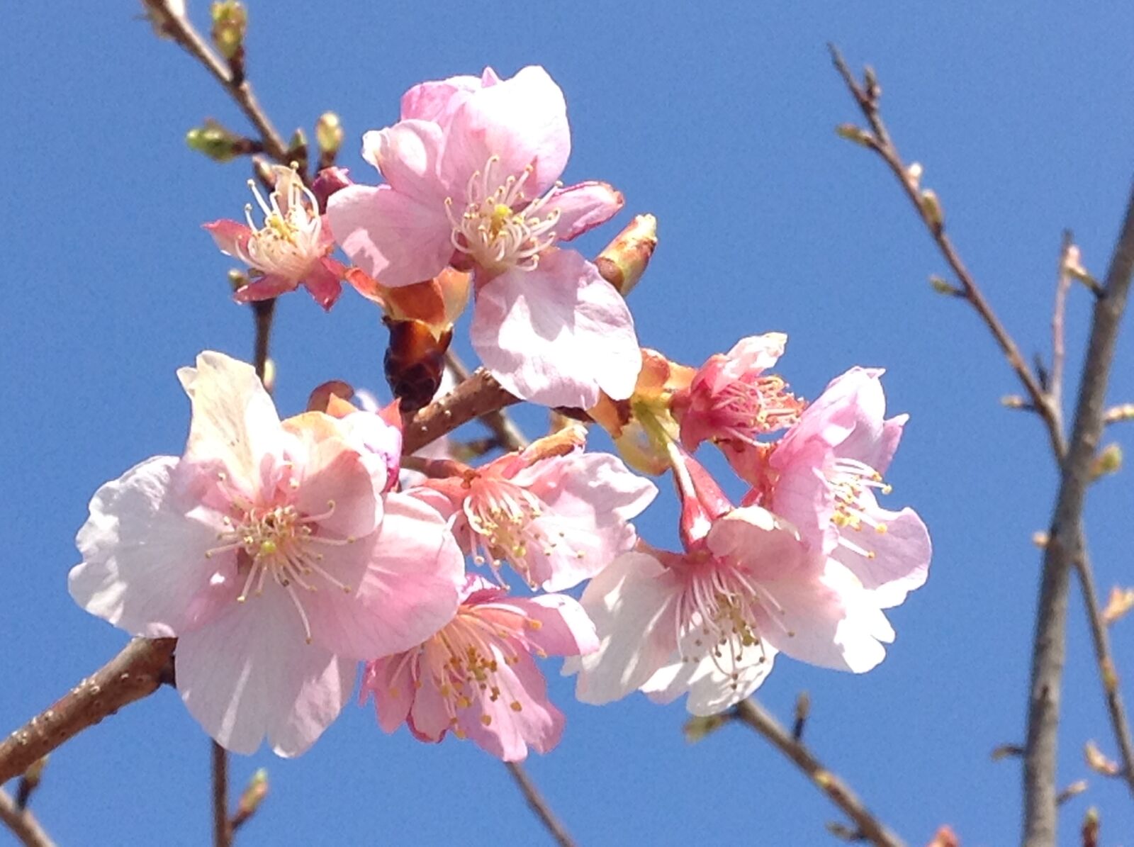 Apple iPod touch sample photo. Cherry, blossom photography