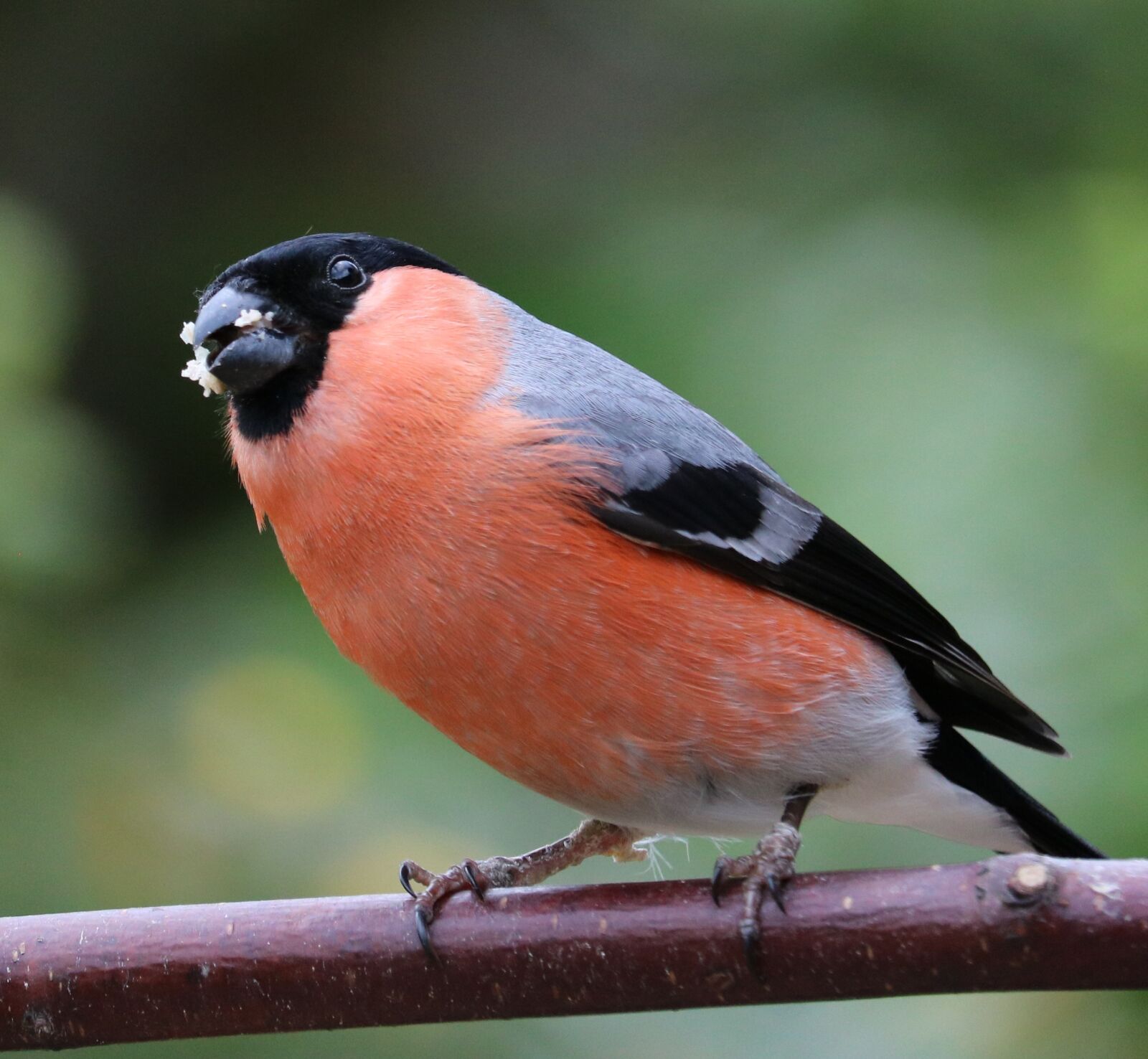 Canon EOS 750D (EOS Rebel T6i / EOS Kiss X8i) sample photo. Bullfinch, song bird, bird photography