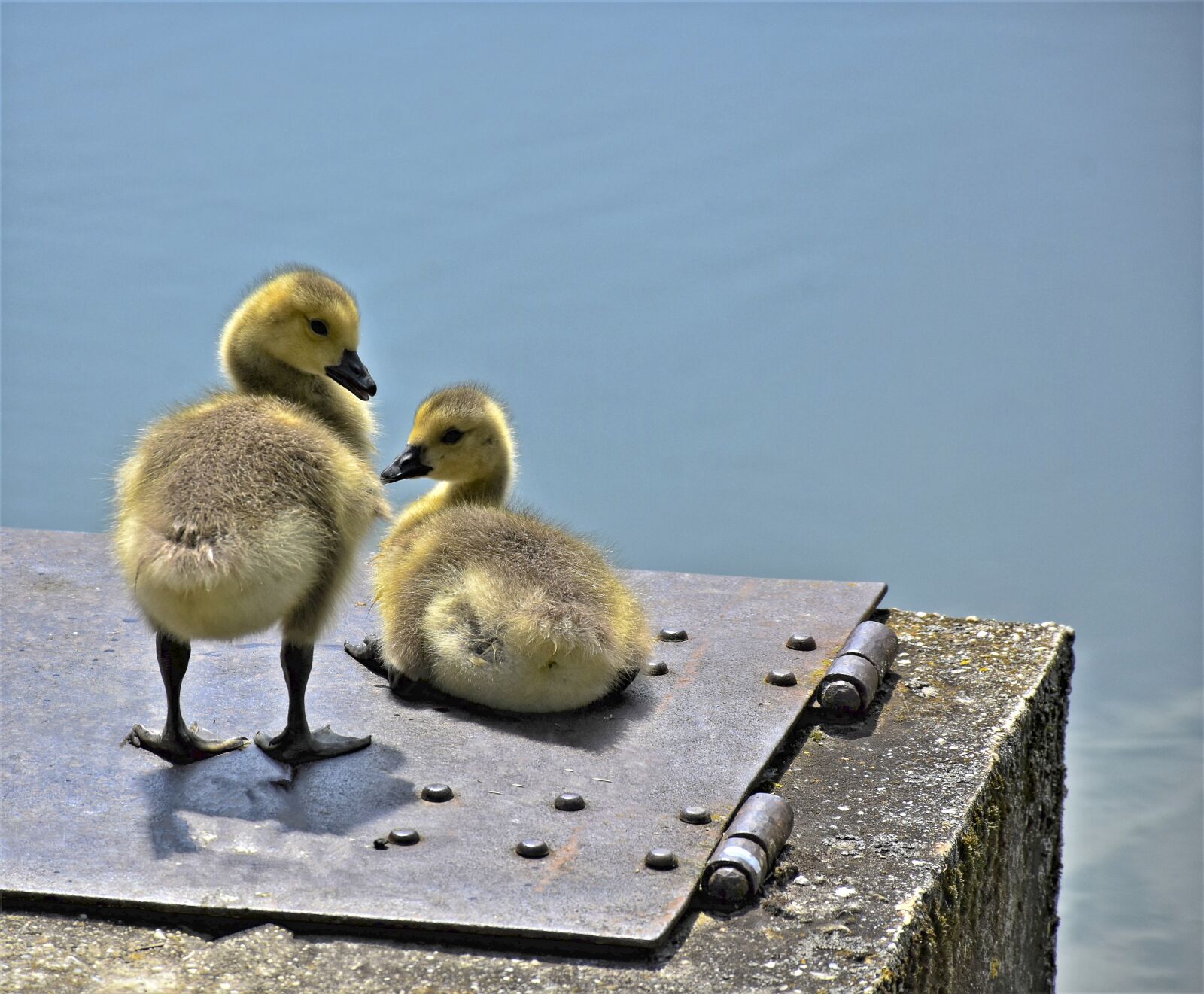 Nikon D7200 sample photo. Goose geese chicks, canada photography