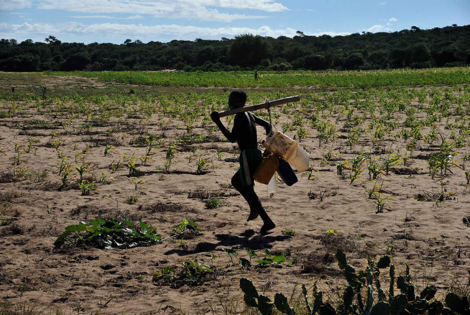 Nikon D60 sample photo. Drought, affects, health, farming photography