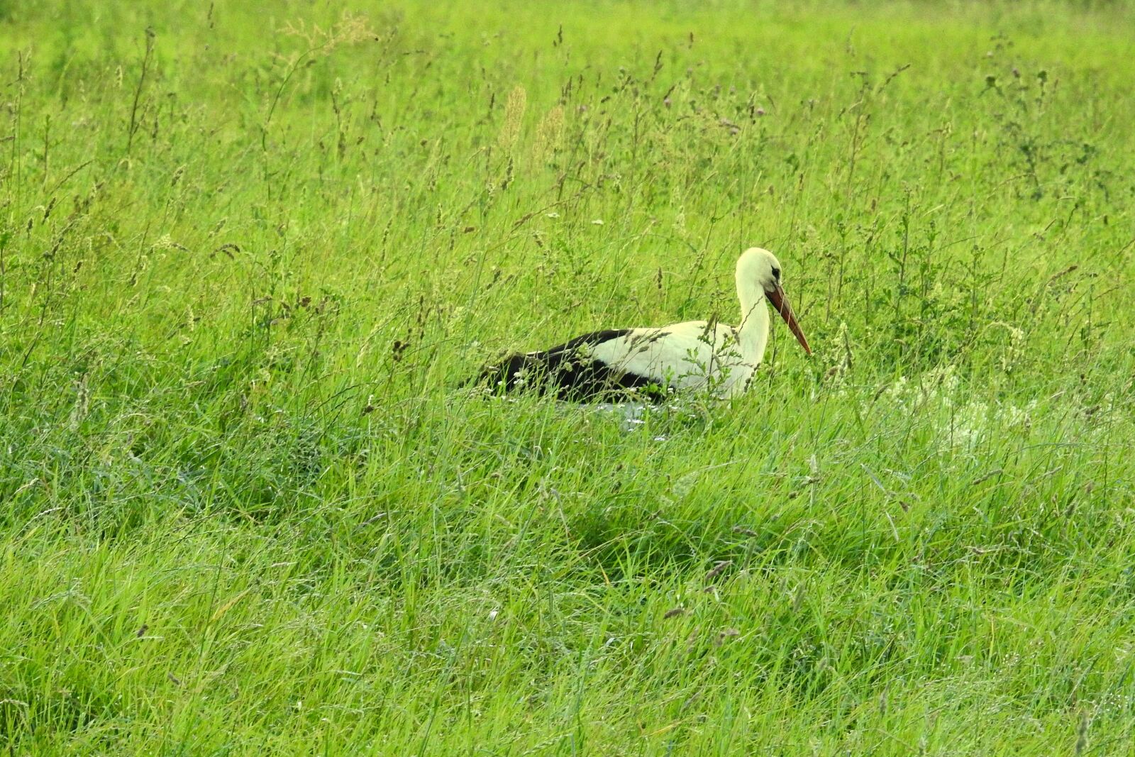 Nikon Coolpix P900 sample photo. Stork, white stork, foraging photography