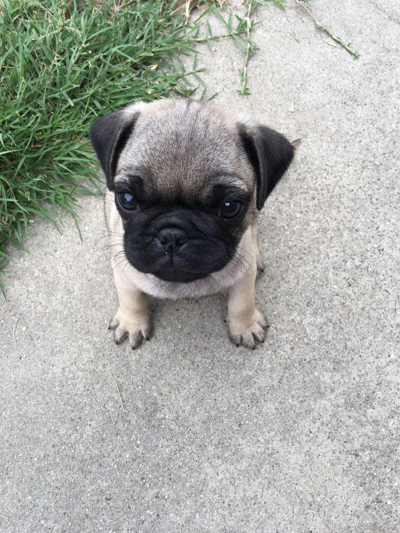 Apple iPhone 6s Plus sample photo. Dog, cute, pet photography