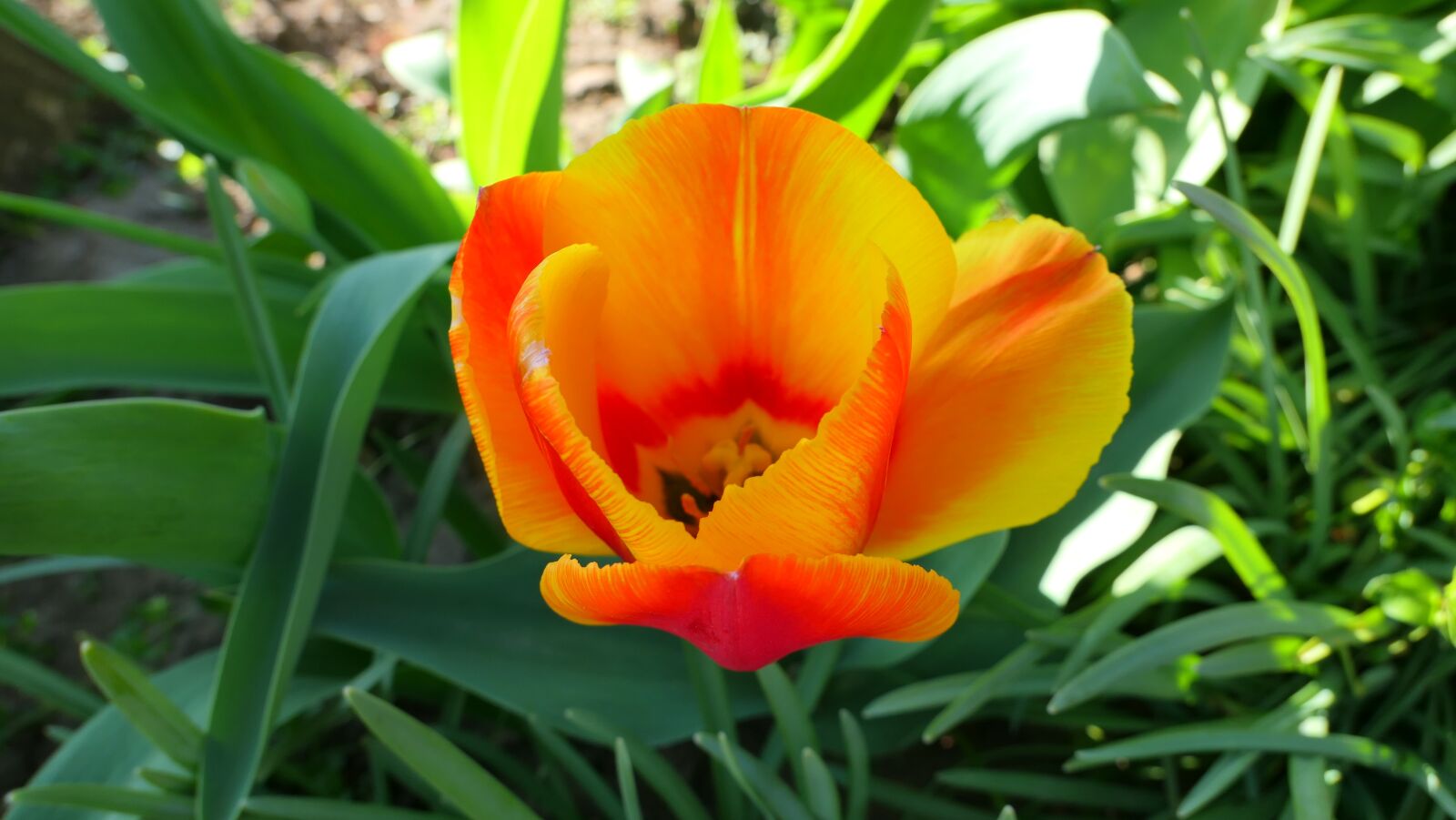 Panasonic Lumix DMC-LX10 (Lumix DMC-LX15) sample photo. Tulip, flower, spring photography