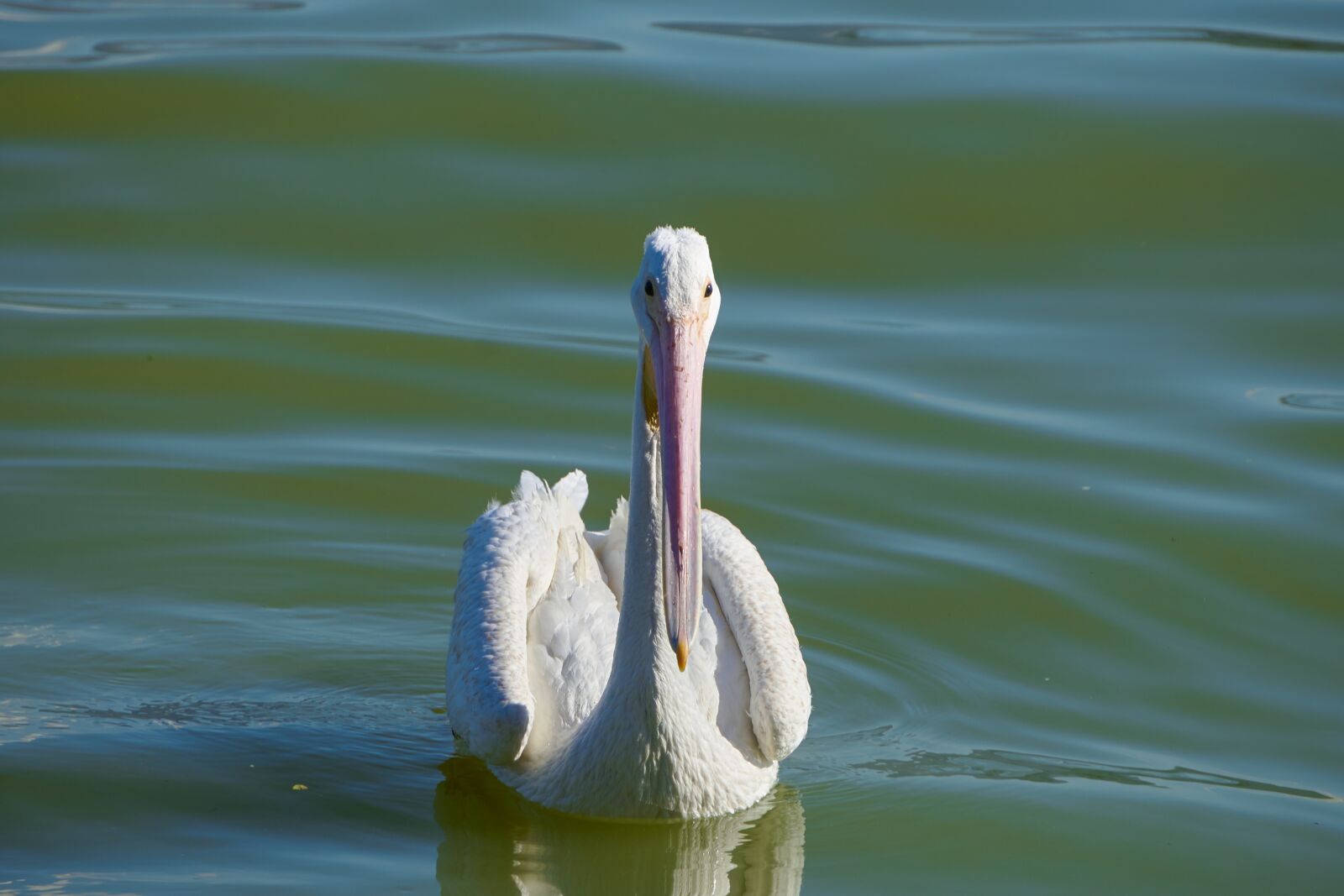 Sony a7 sample photo. Pelican, chapala, lake photography