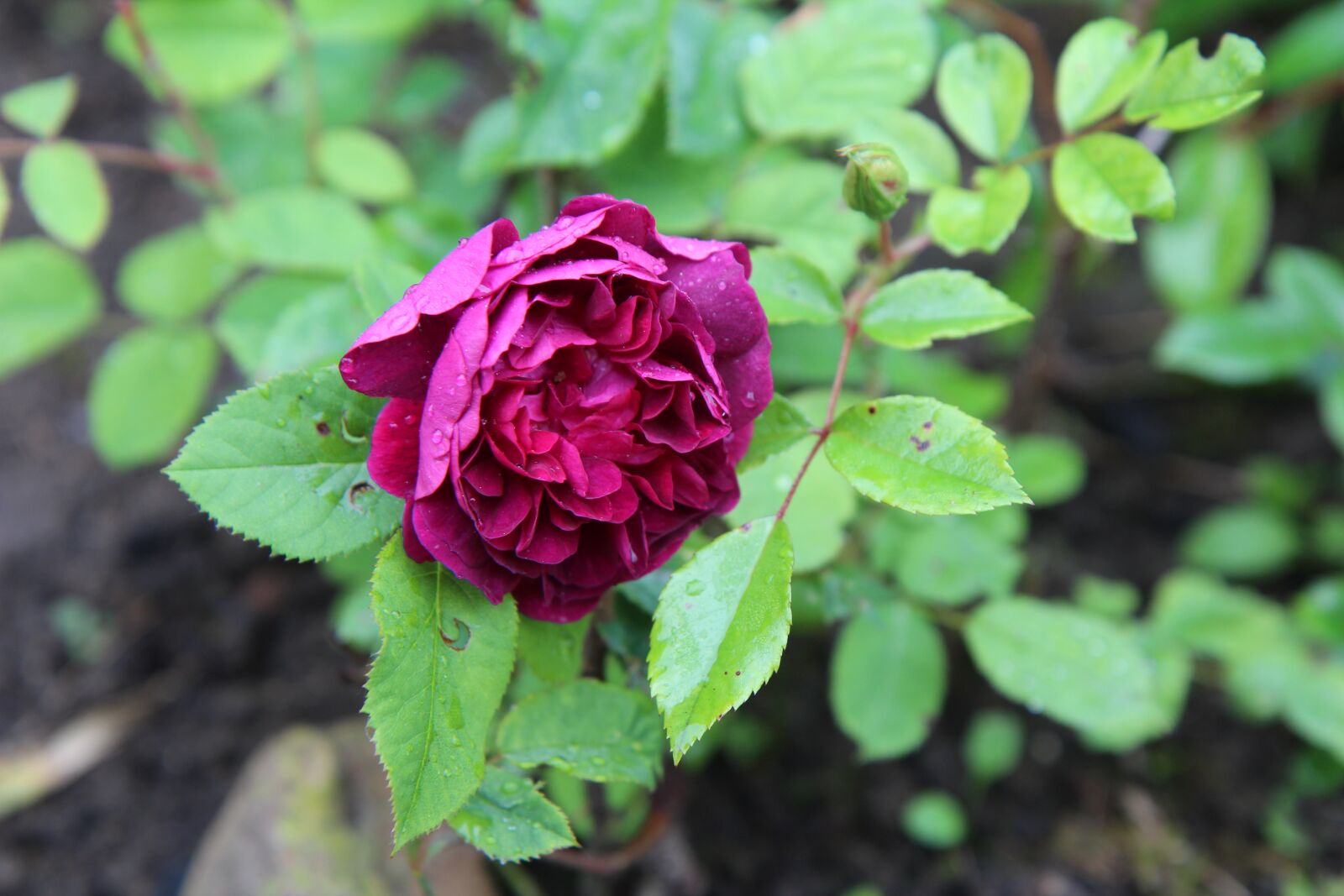 Canon EOS 600D (Rebel EOS T3i / EOS Kiss X5) sample photo. Rosebush, wild rose old photography