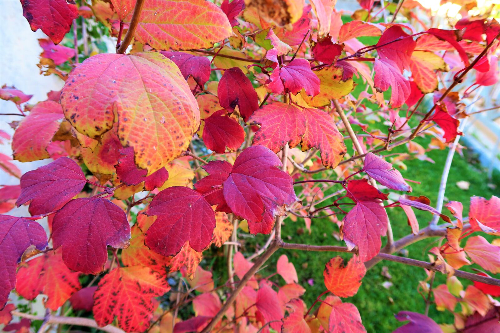Canon PowerShot G7 X sample photo. Autumn, the leaves are photography