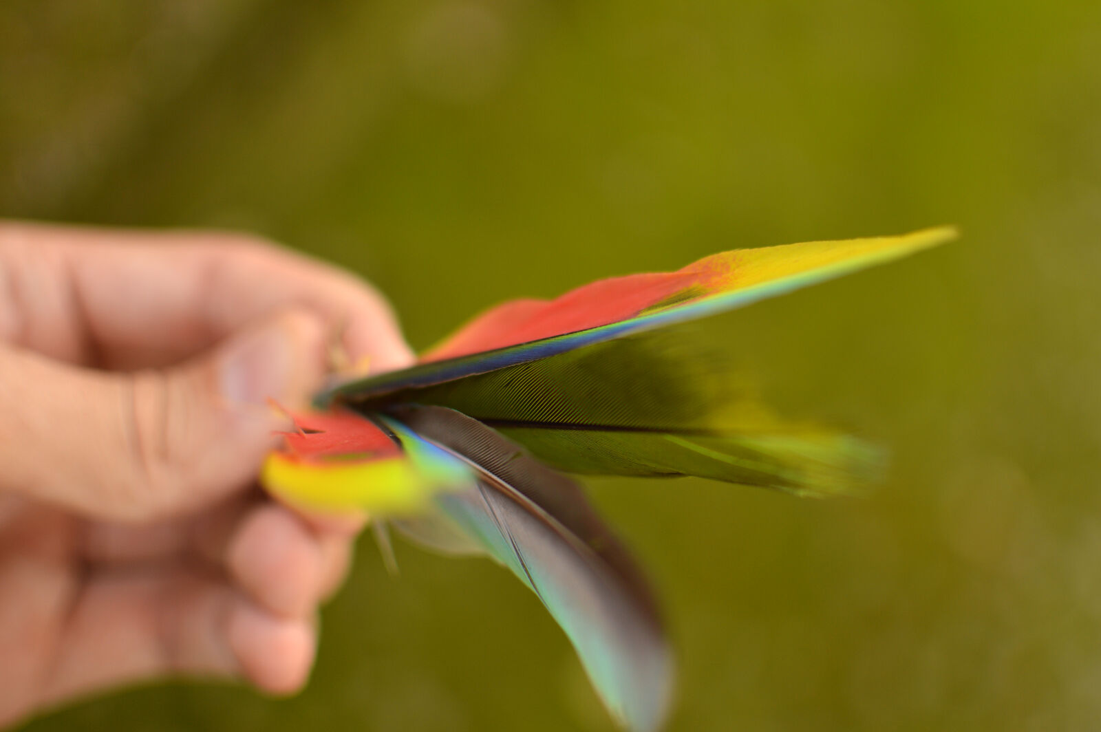 Nikon D3200 + Nikon AF-S DX Nikkor 35mm F1.8G sample photo. Blur, blurred, feather, feathers photography