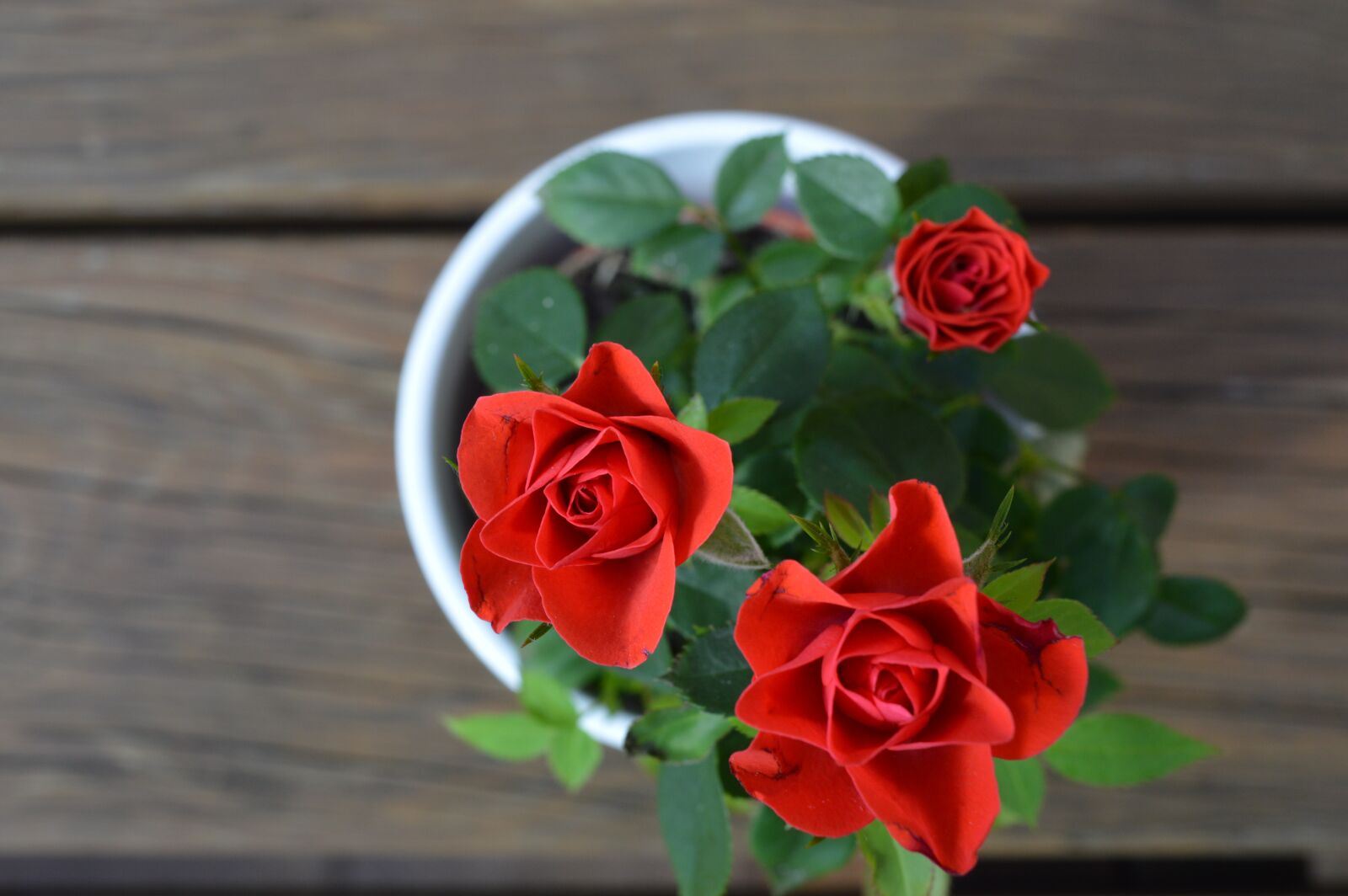 Nikon D3200 sample photo. Rose, red, close up photography