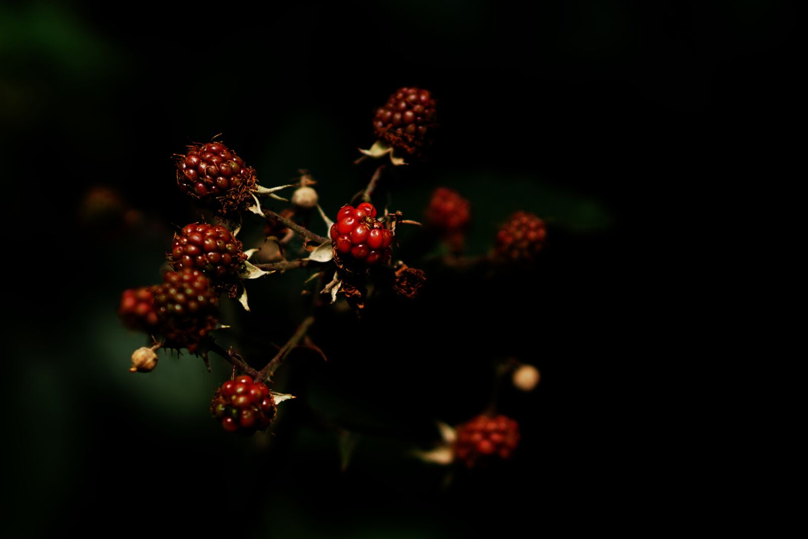 E 50mm F1.8 OSS sample photo. Fruits of the forest photography