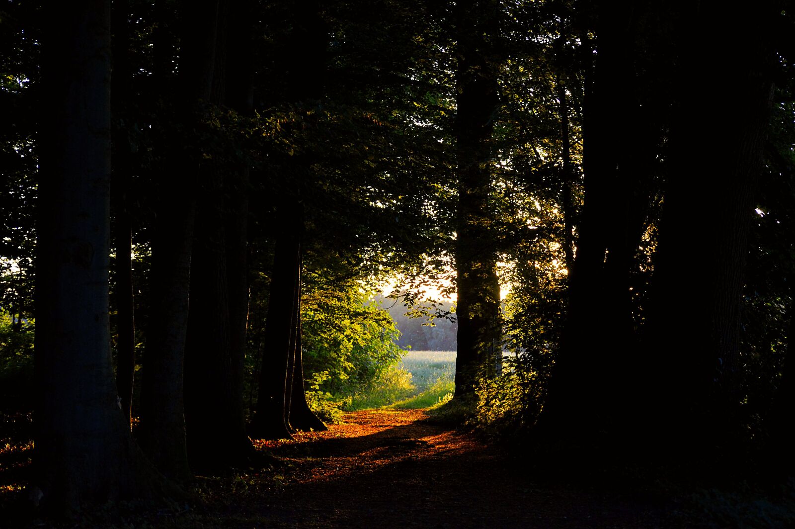 Nikon D3200 sample photo. Forest glade, forest, green photography