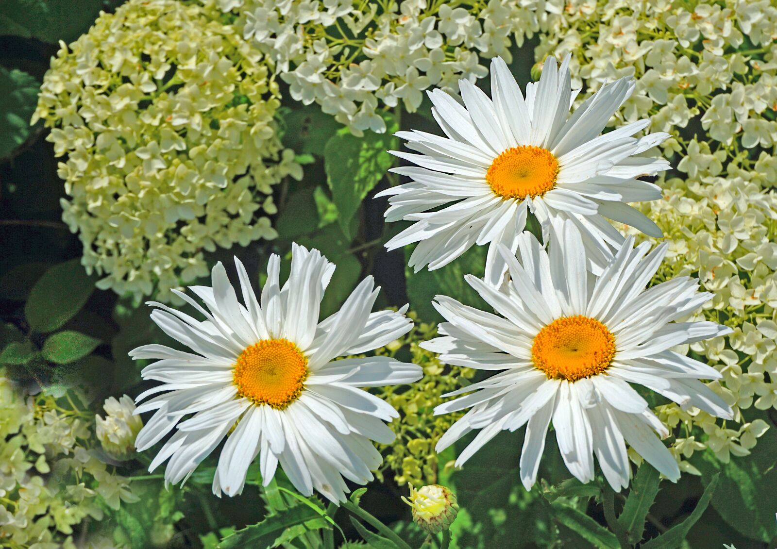 Sony a6000 sample photo. Nature, plants, flower photography