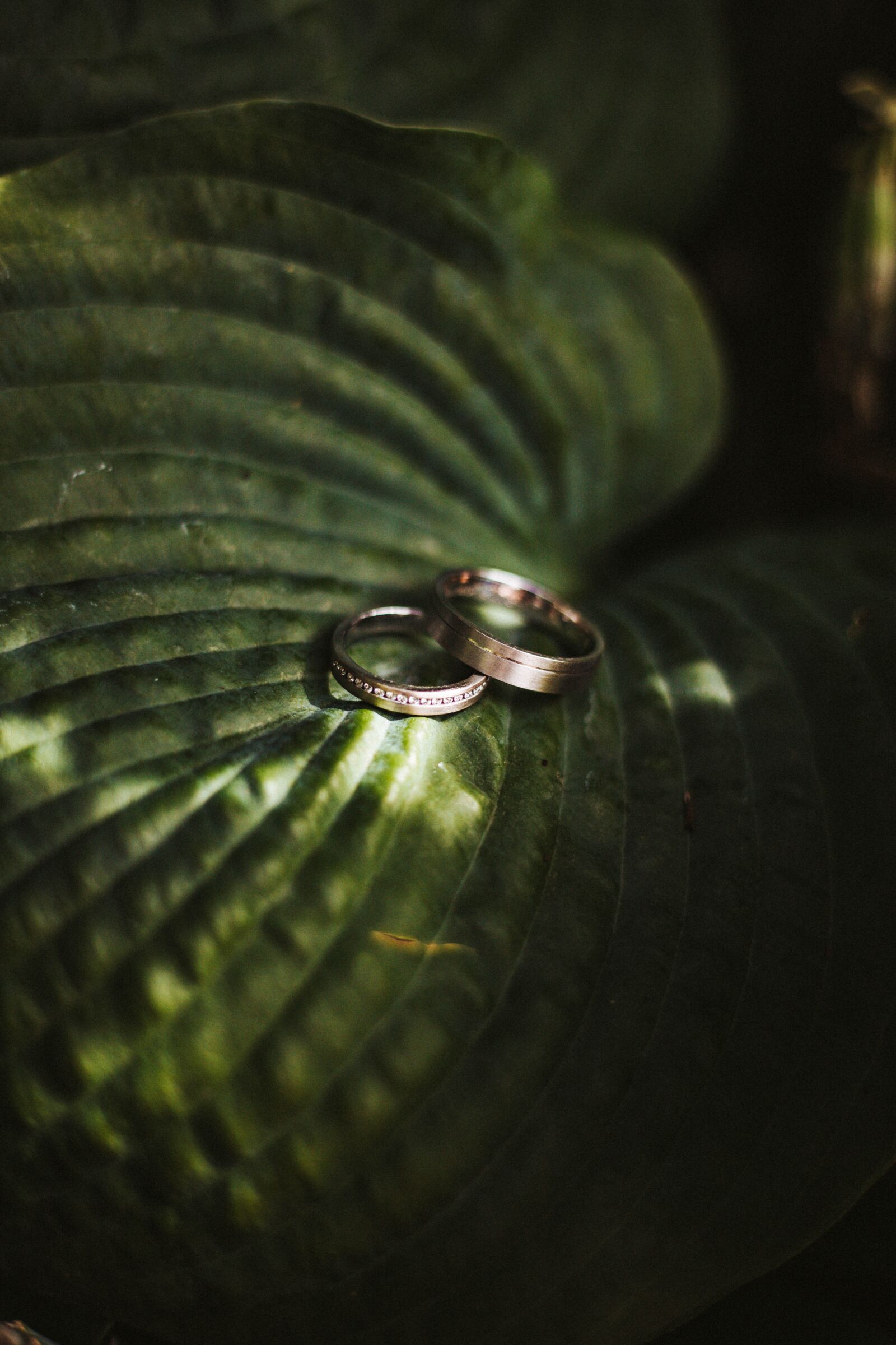 Canon EOS 6D Mark II sample photo. Wedding, rings, leaf photography