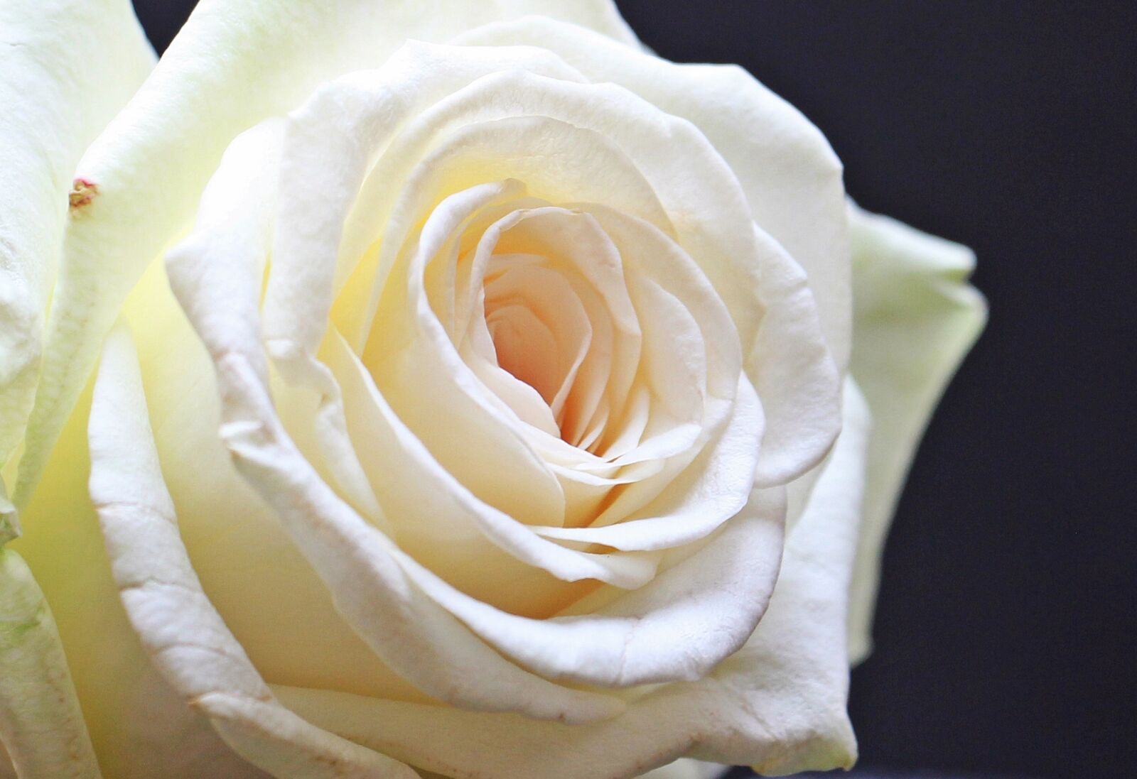 Canon EOS 550D (EOS Rebel T2i / EOS Kiss X4) sample photo. Rose, rose bloom, flower photography