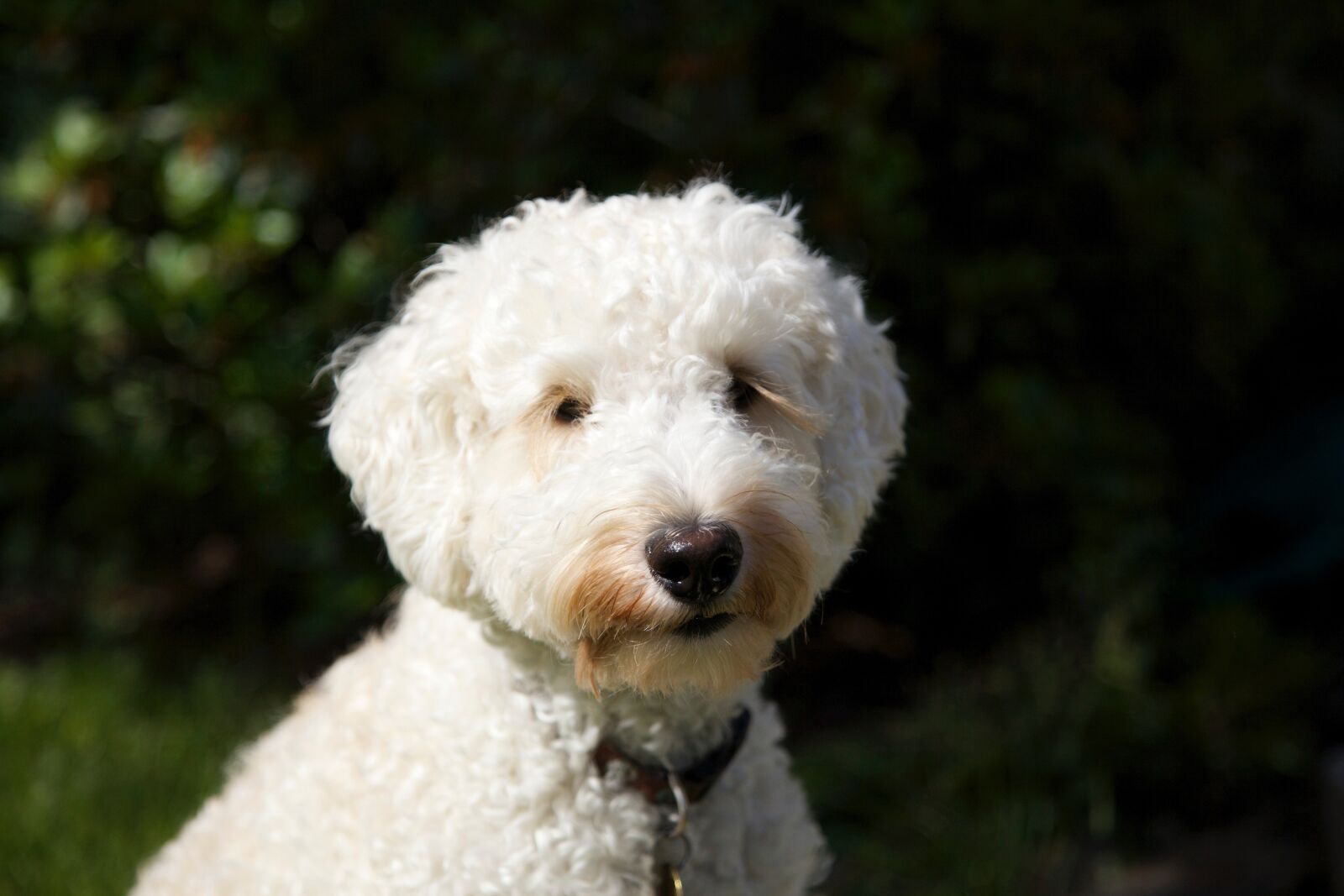 Canon EOS 5D Mark II sample photo. Dog, puppy, labradoodle photography