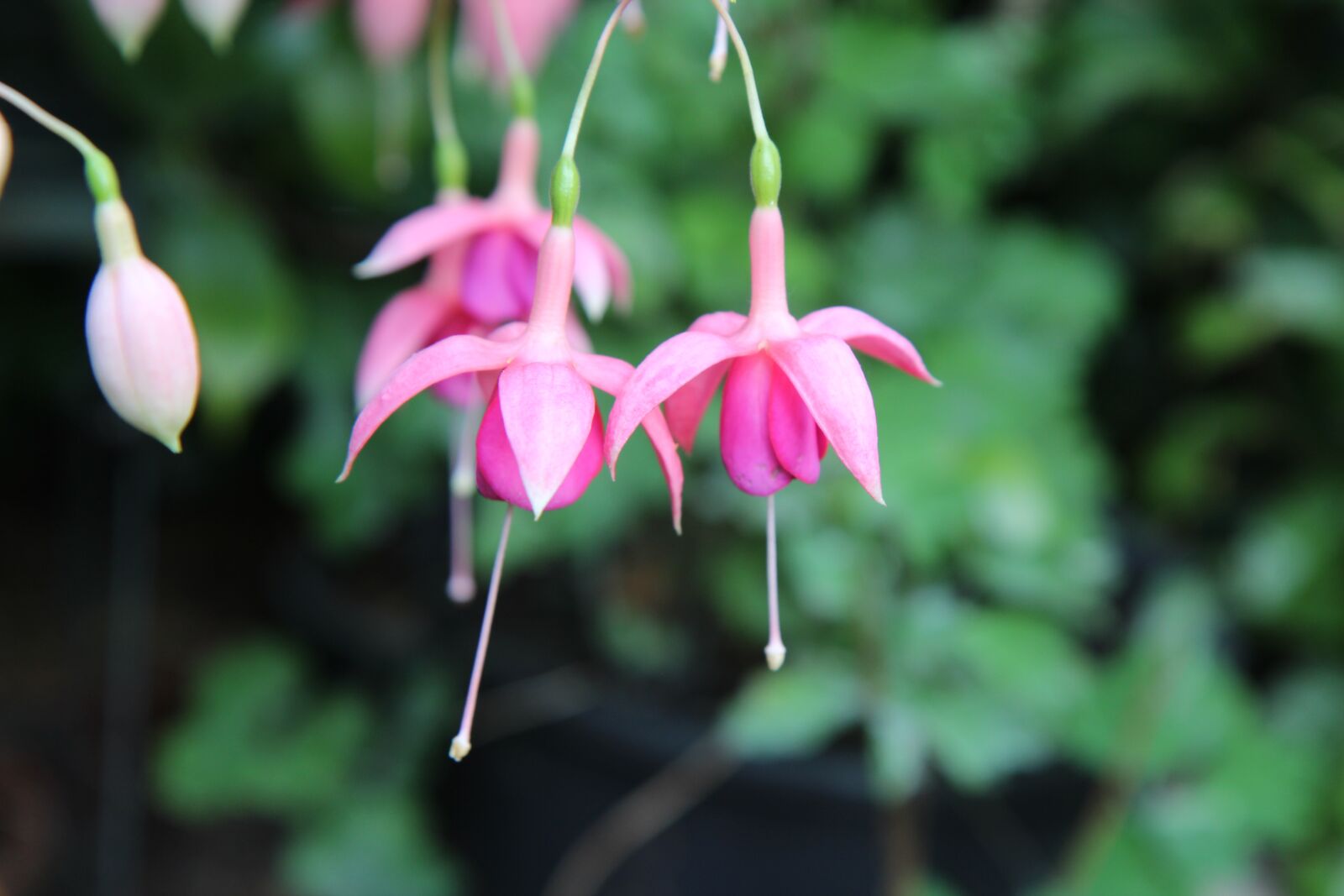 Canon EOS 600D (Rebel EOS T3i / EOS Kiss X5) sample photo. Fushia, fushia pink, flowers photography