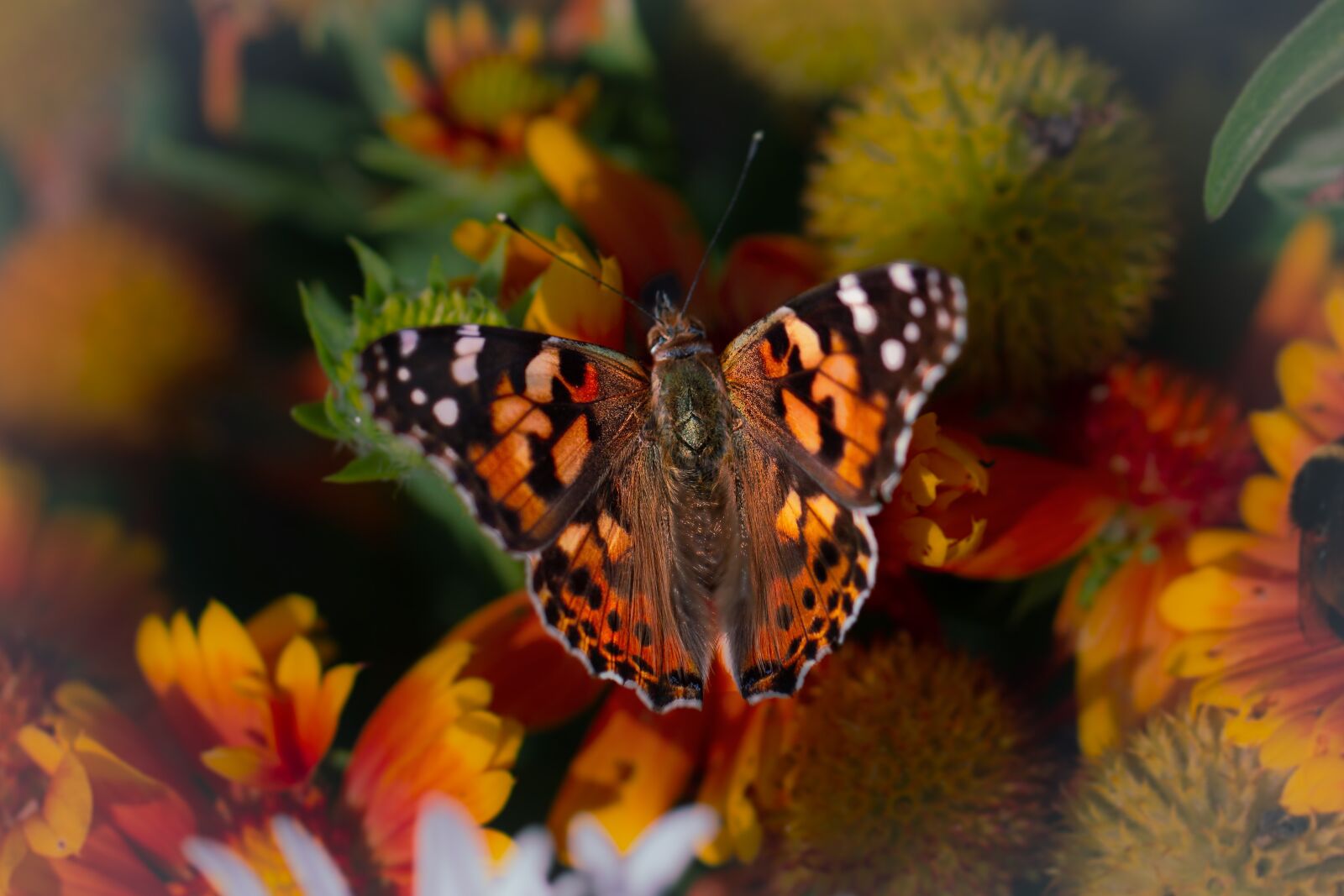 Canon EF 100mm F2.8L Macro IS USM sample photo. Nature, butterfly, peacock photography