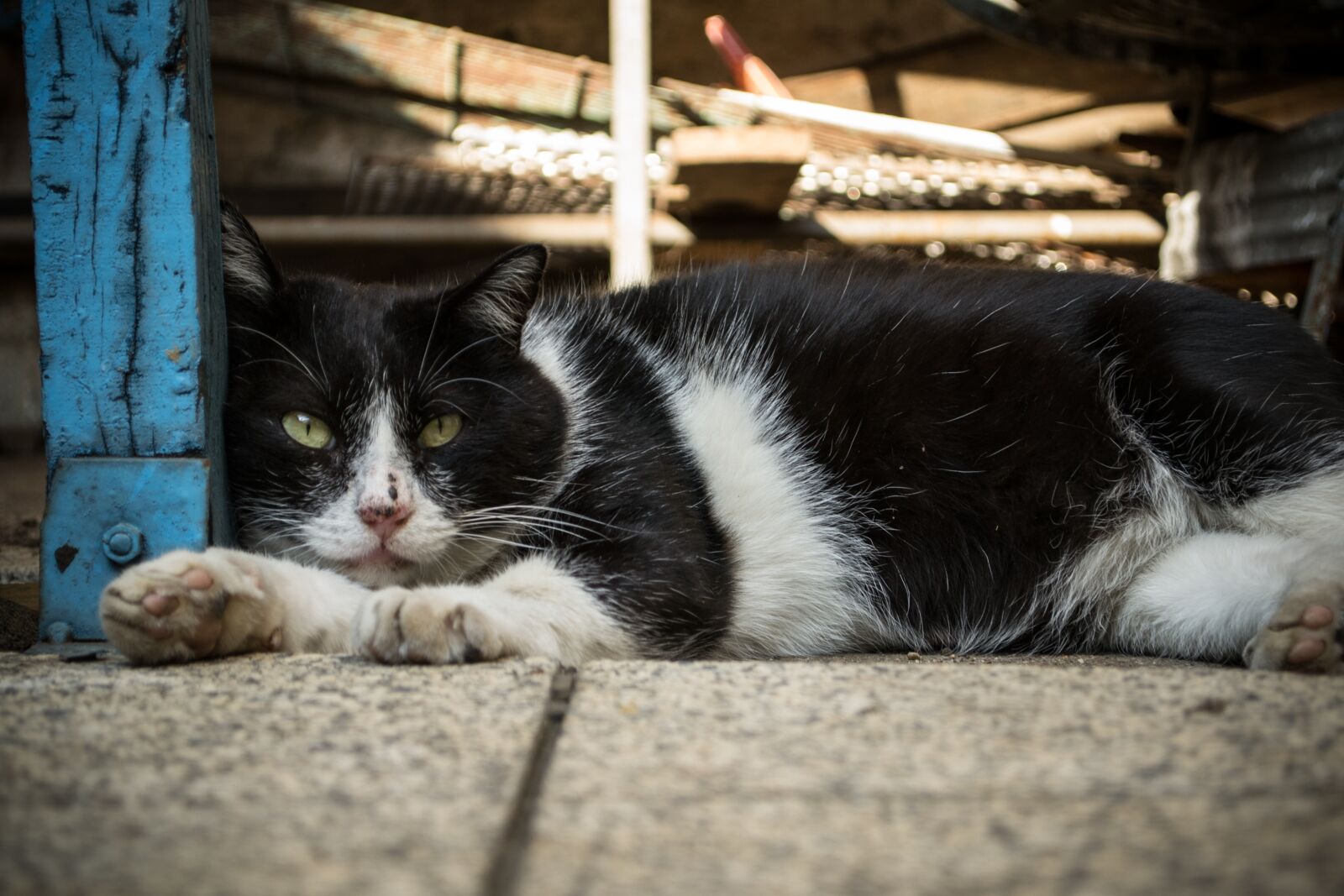 Nikon D3100 sample photo. Animal, cat, pet photography