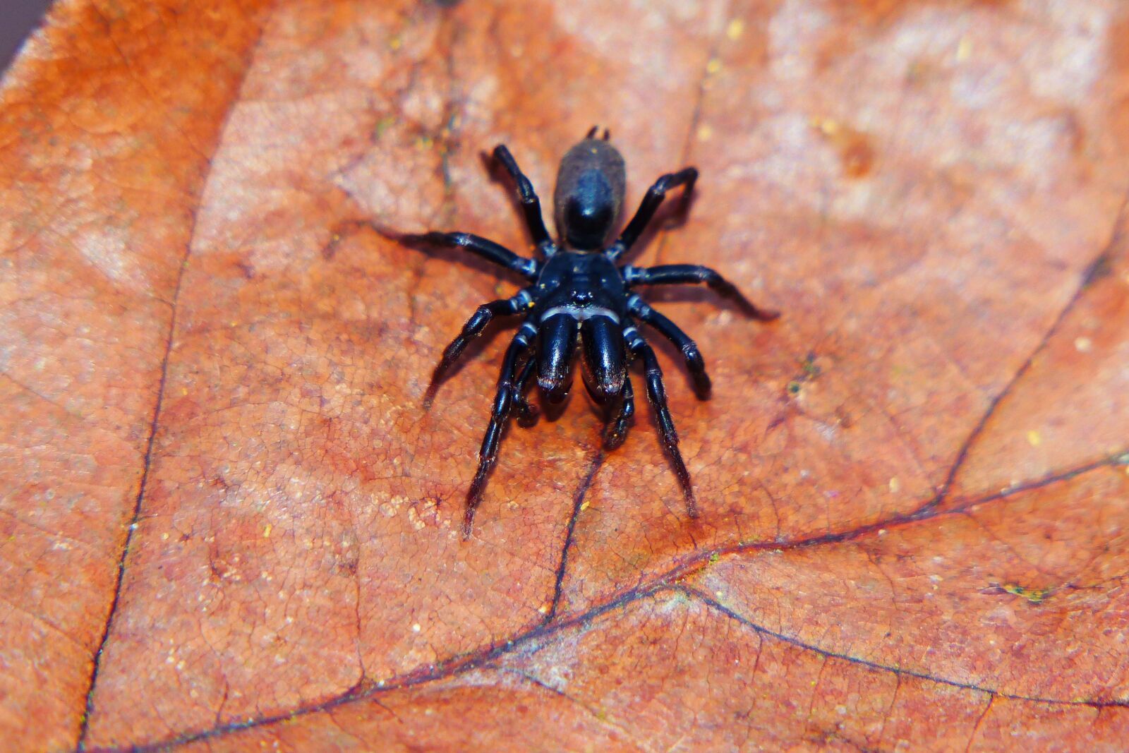 Panasonic Lumix DMC-FZ200 sample photo. Spider, szcz koczu ki photography