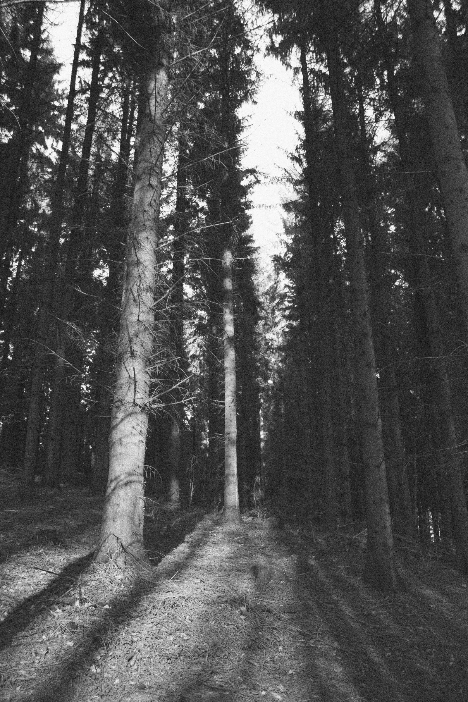 Canon EOS 1200D (EOS Rebel T5 / EOS Kiss X70 / EOS Hi) sample photo. Pine, tree, pine tree photography