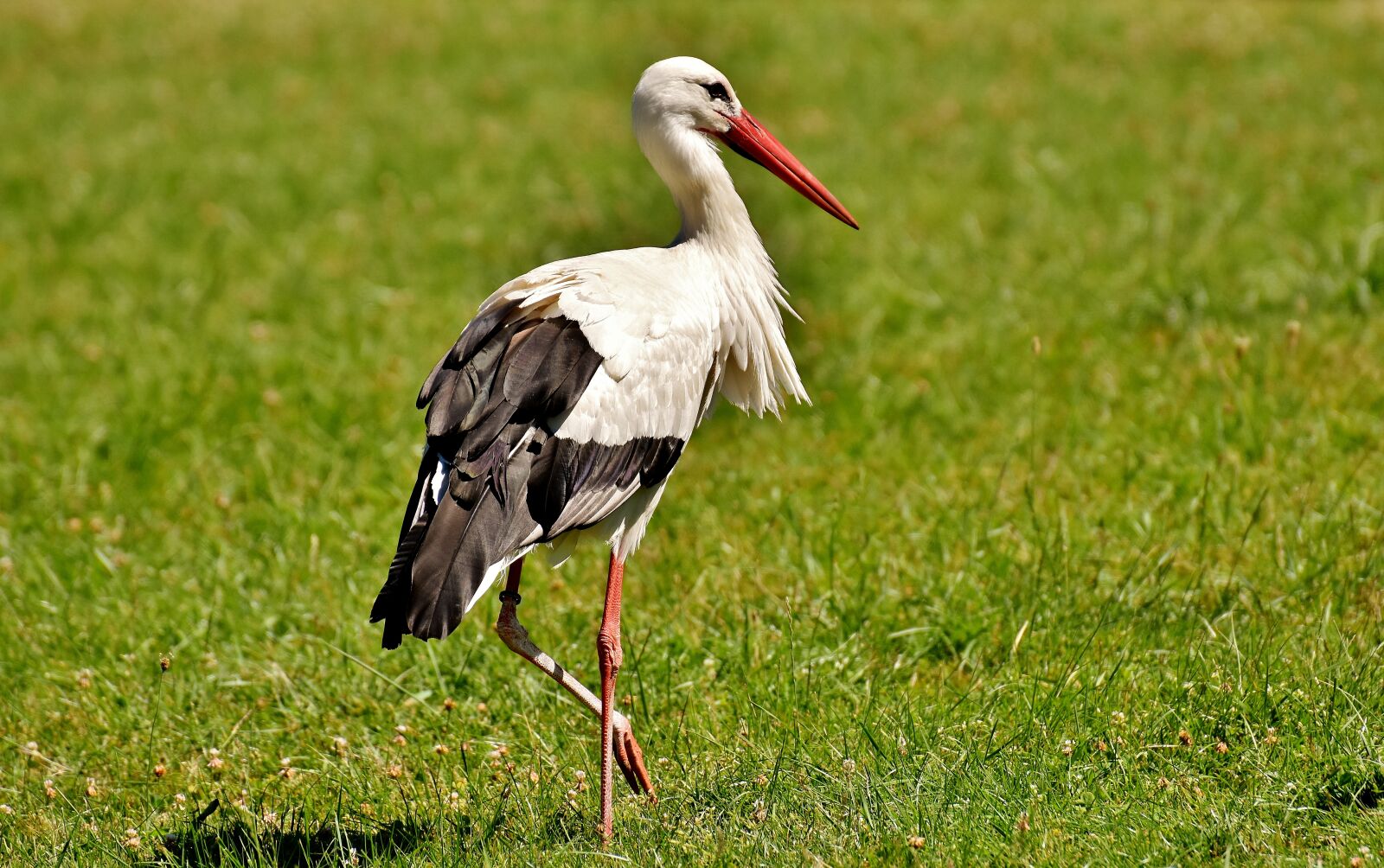 Nikon D7200 sample photo. Stork, wing, birds photography