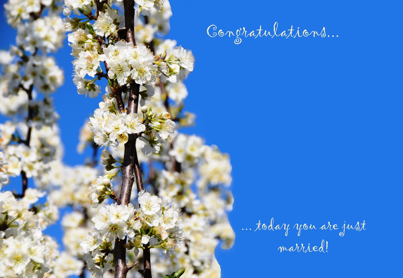 Nikon D5300 sample photo. Marriage, flowers, beautiful photography