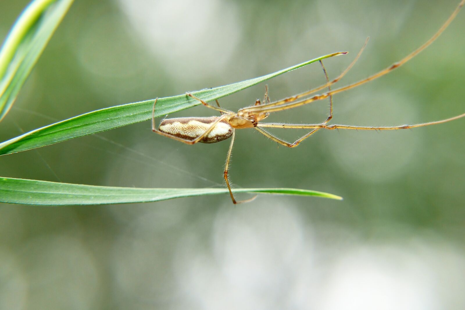 Panasonic Lumix DMC-FZ200 sample photo. Arachnid, scary, hairy photography