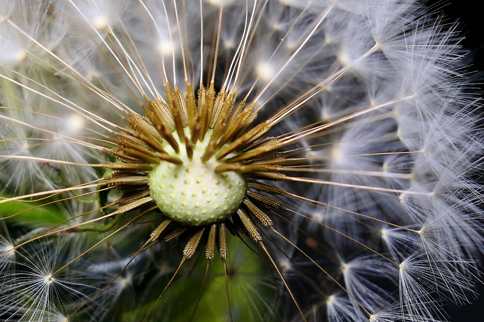 Panasonic Lumix DMC-LX10 (Lumix DMC-LX15) sample photo. Dandelion, nature, seeds photography