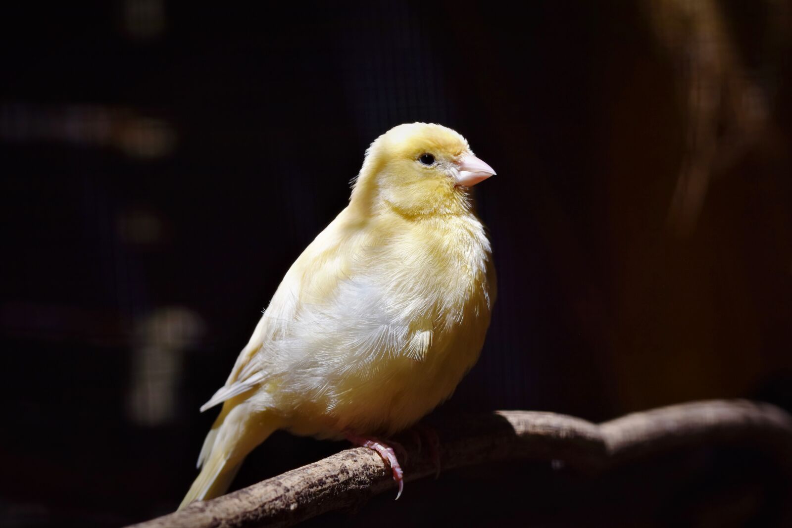 Nikon D7200 sample photo. Canary, songbird, bird photography
