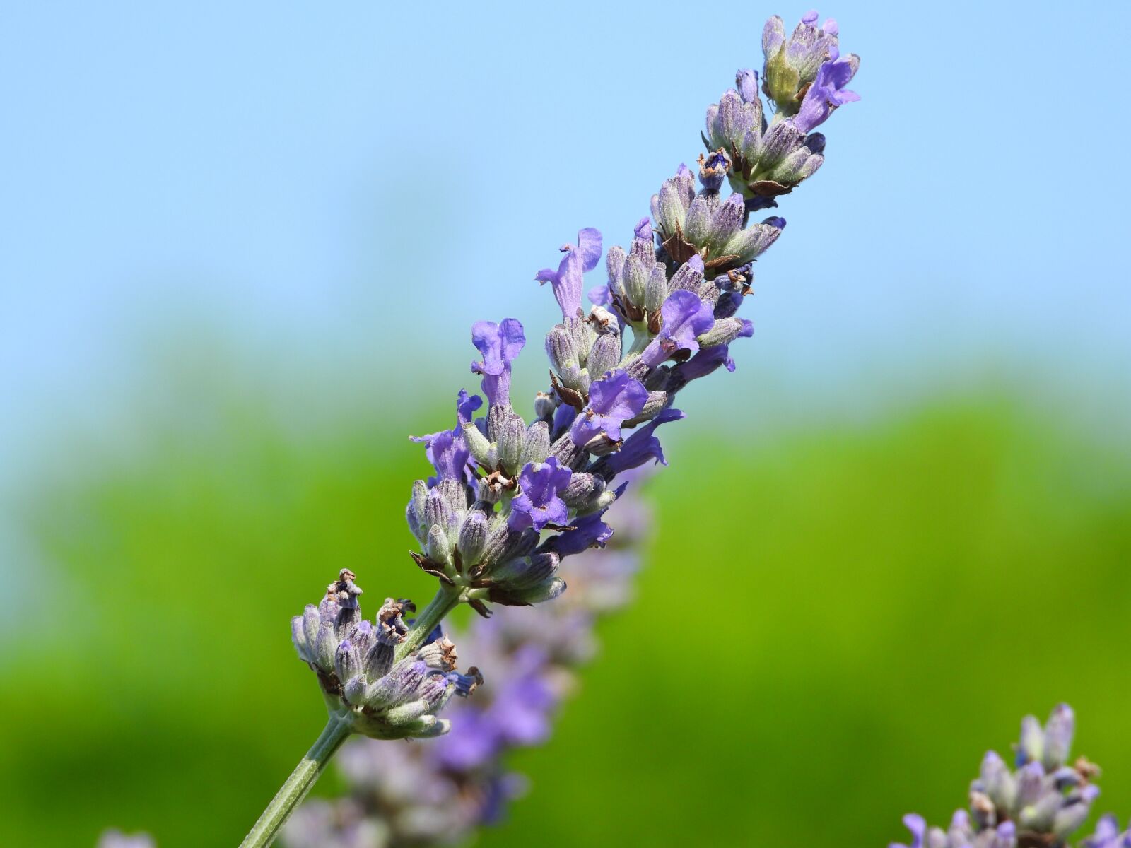 Nikon Coolpix P1000 sample photo. Lavender, flower, flowering photography