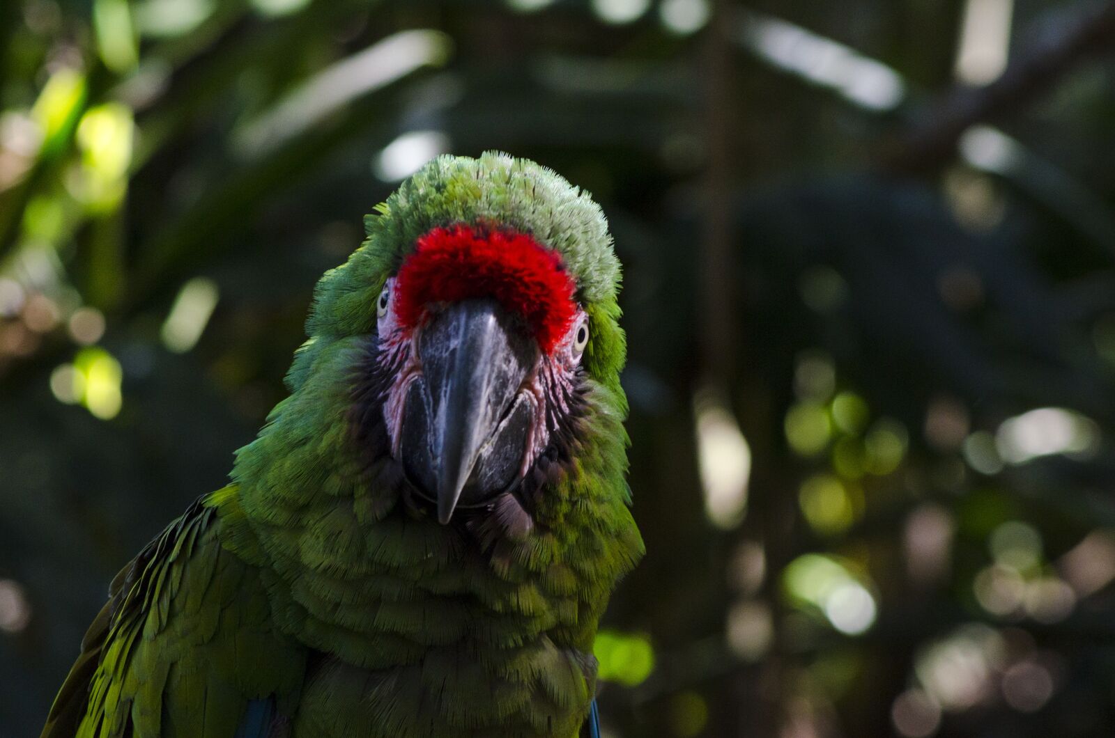 Nikon D5100 sample photo. Animal, bird, depth of photography