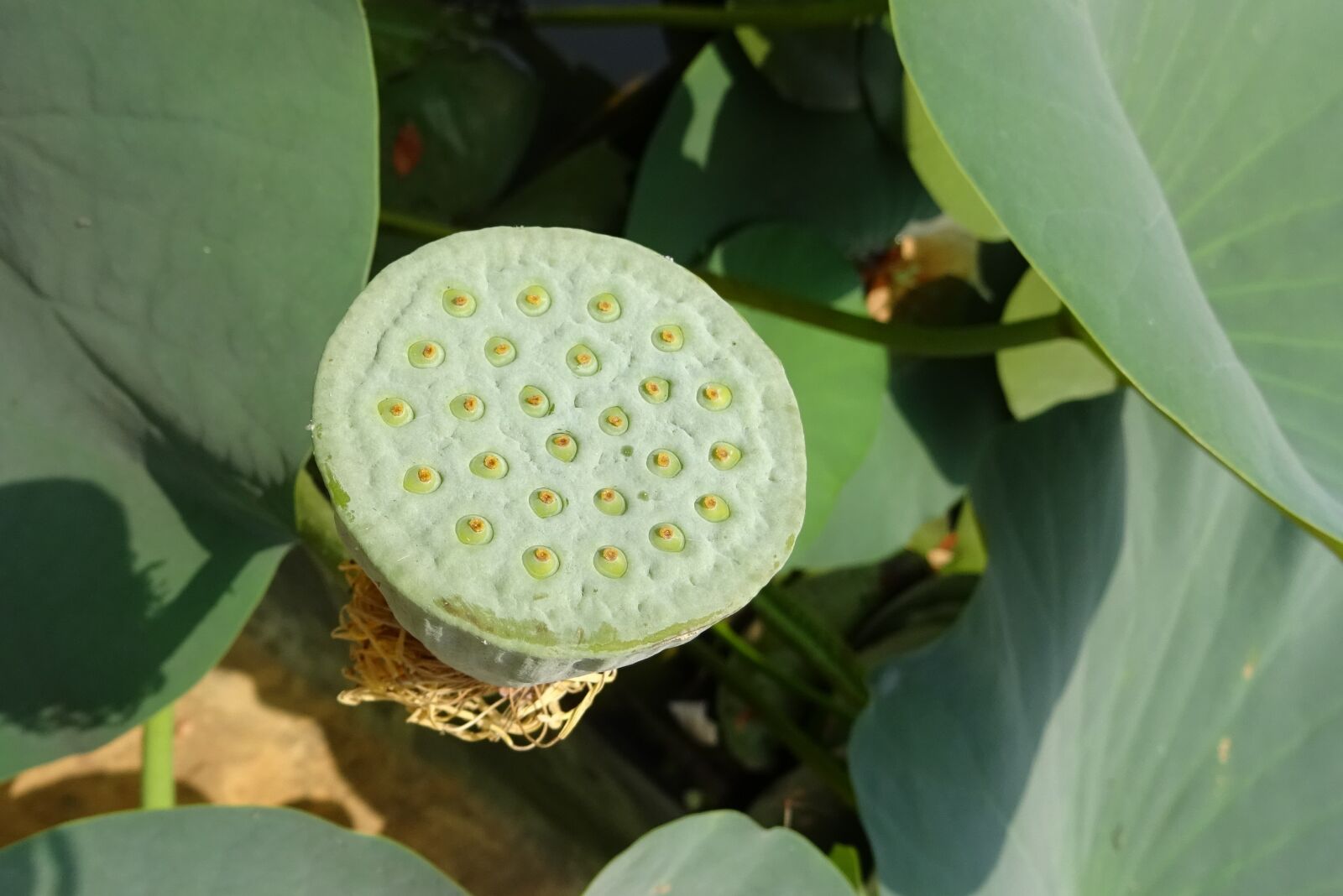 Sony DSC-HX60V sample photo. Pod, seed pod, nelumbo photography
