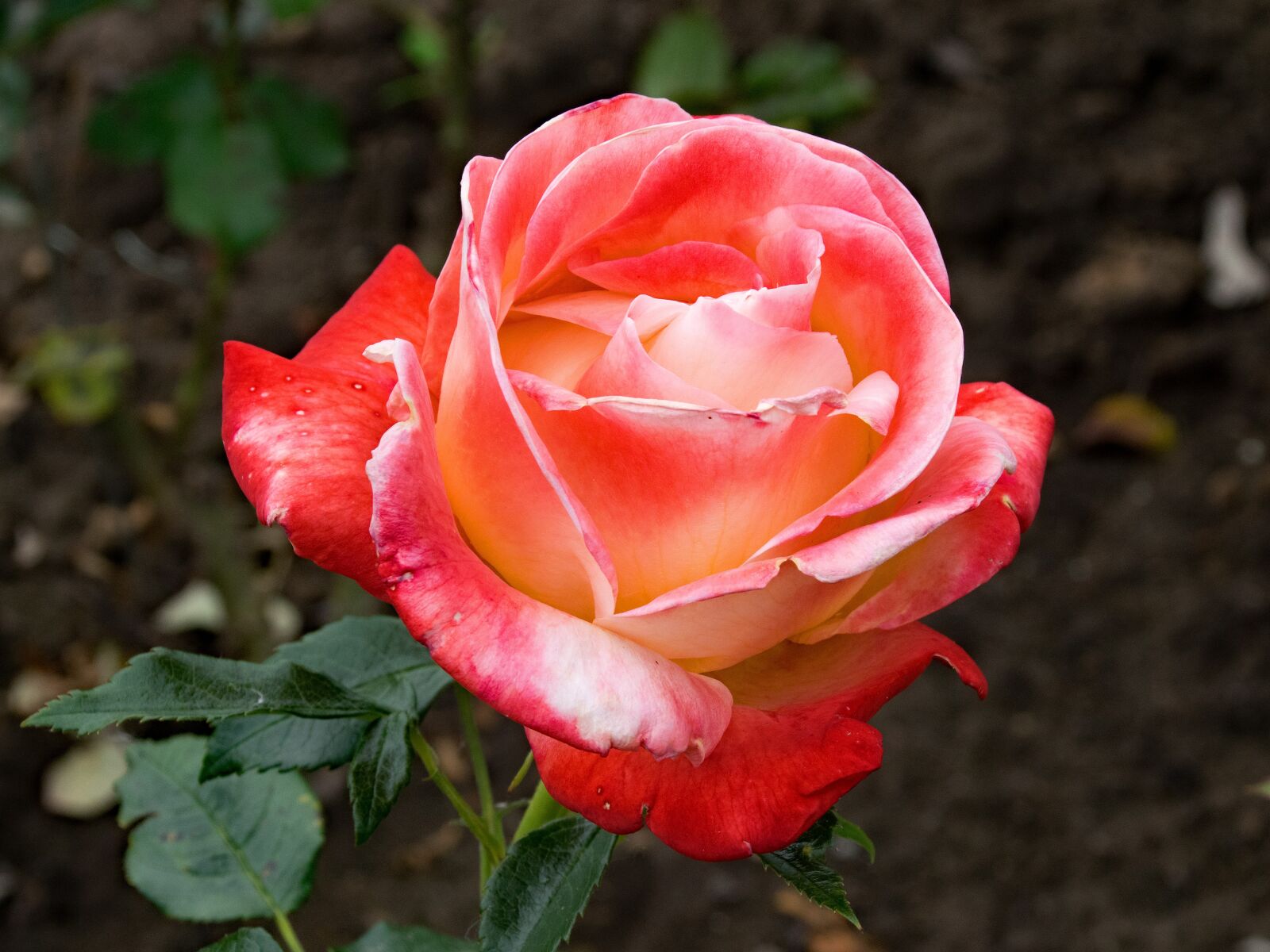 Nikon D5300 sample photo. Rose, vend e imp photography