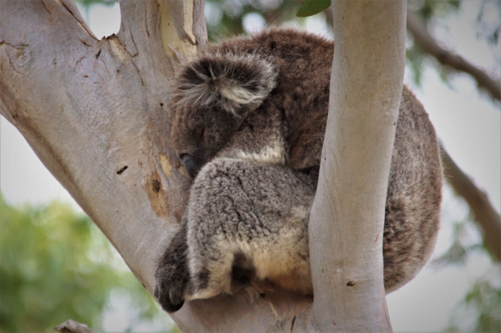 Canon EOS 90D sample photo. Vulnerable, koala, sleeping photography