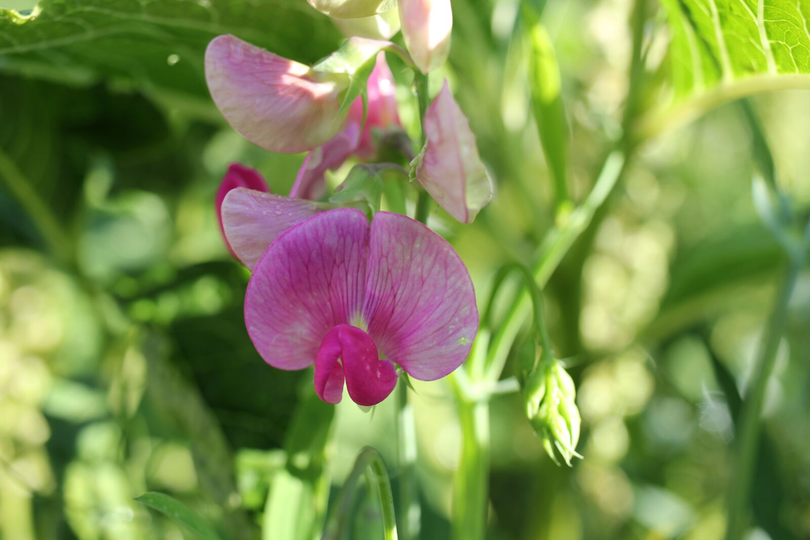 Canon EOS 550D (EOS Rebel T2i / EOS Kiss X4) sample photo. Vetch, pink, blossom photography