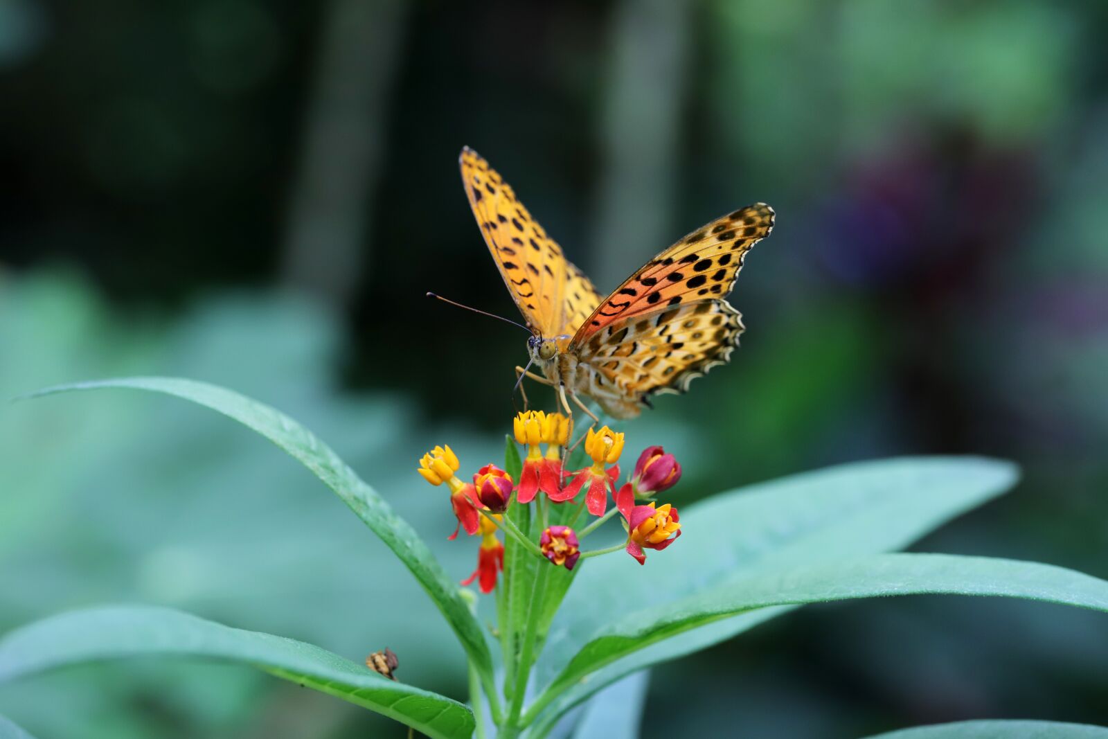 Canon EOS 6D Mark II sample photo. Butterfly, insects, nature photography