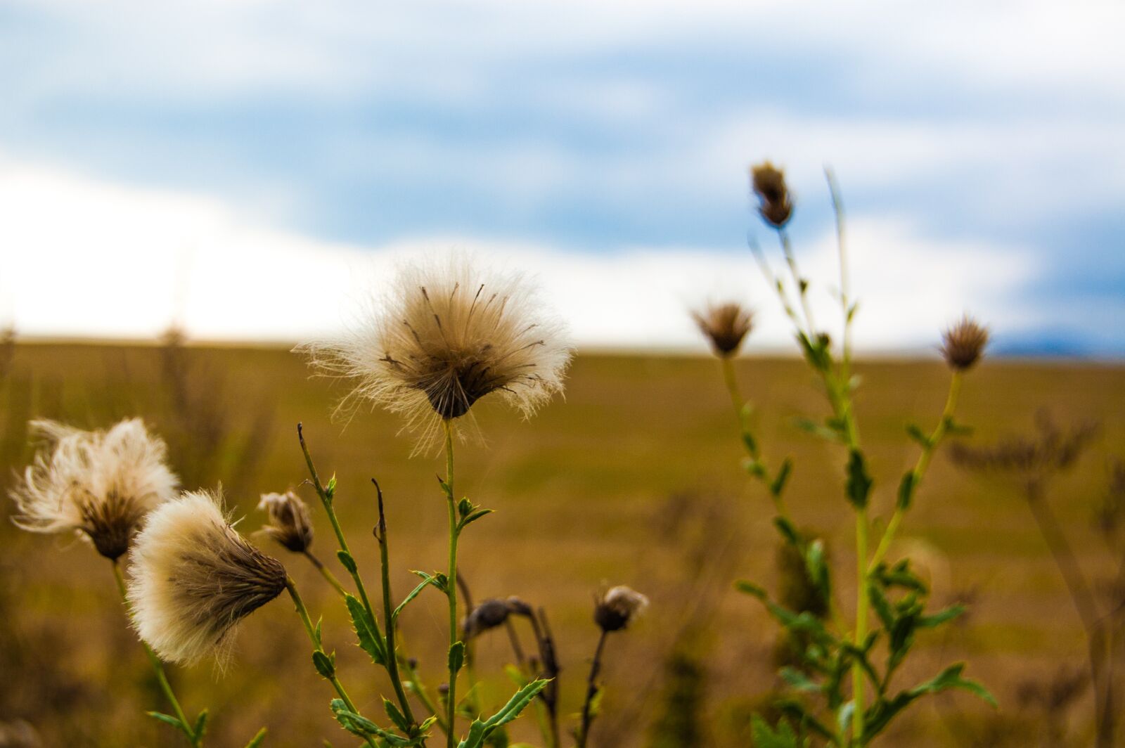 Nikon D40 sample photo. Pampeliska, field, fluff photography