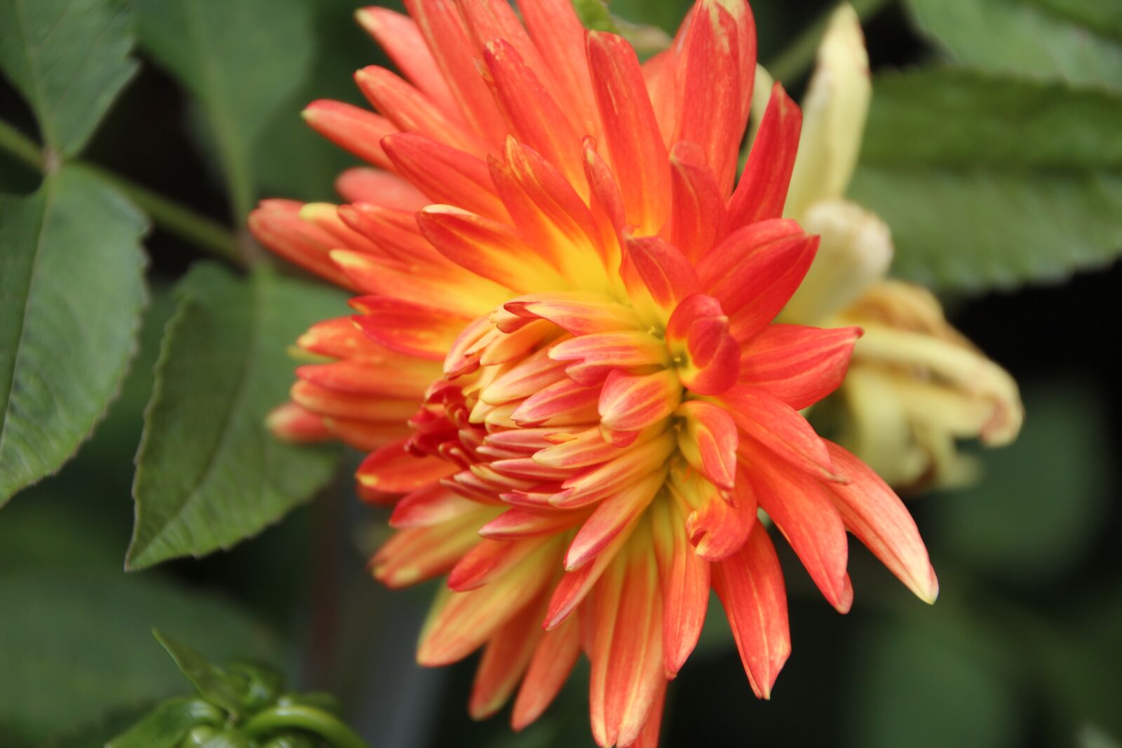 Canon EOS 600D (Rebel EOS T3i / EOS Kiss X5) sample photo. Dahlia, dahlia orange, flowering photography