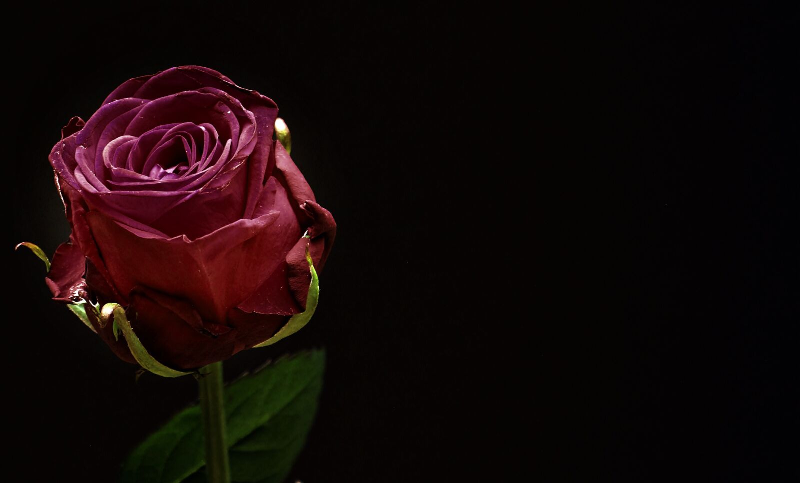 Canon EOS 550D (EOS Rebel T2i / EOS Kiss X4) sample photo. Rose, red, rose bloom photography