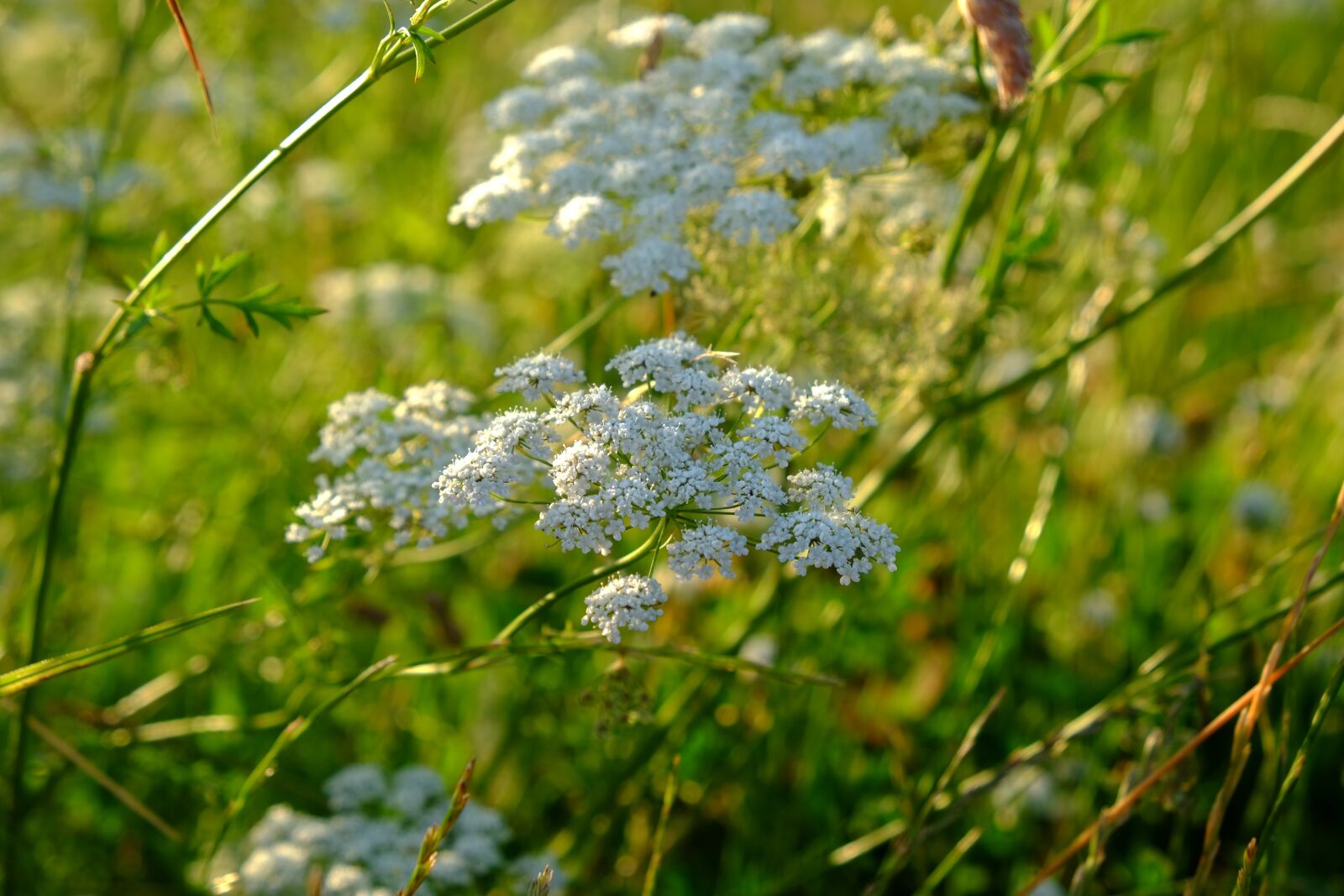 Fujifilm X-E1 sample photo. Yarrow, grassland plants, blossom photography