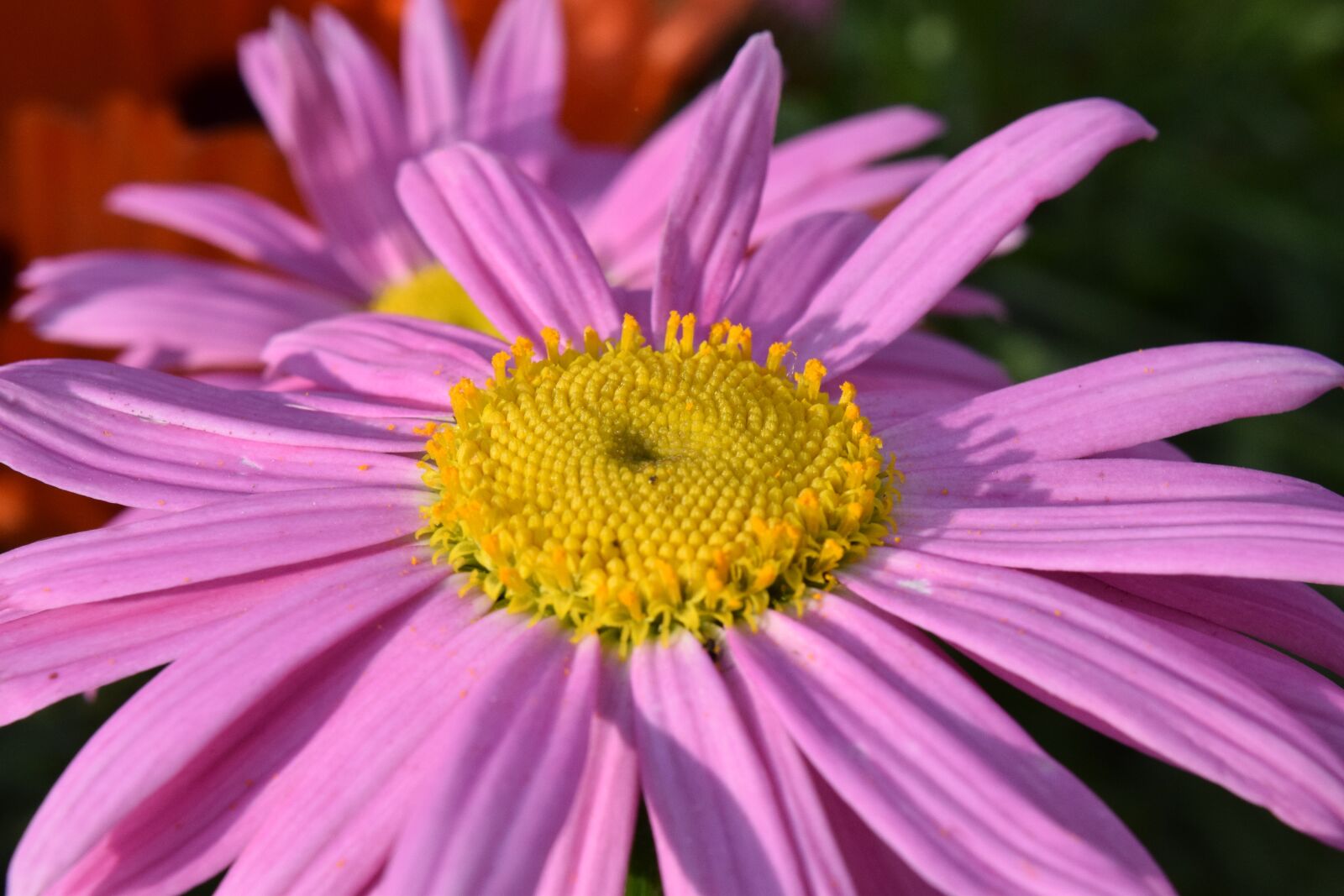 Nikon D3300 sample photo. Marguerite, viola, blossom photography