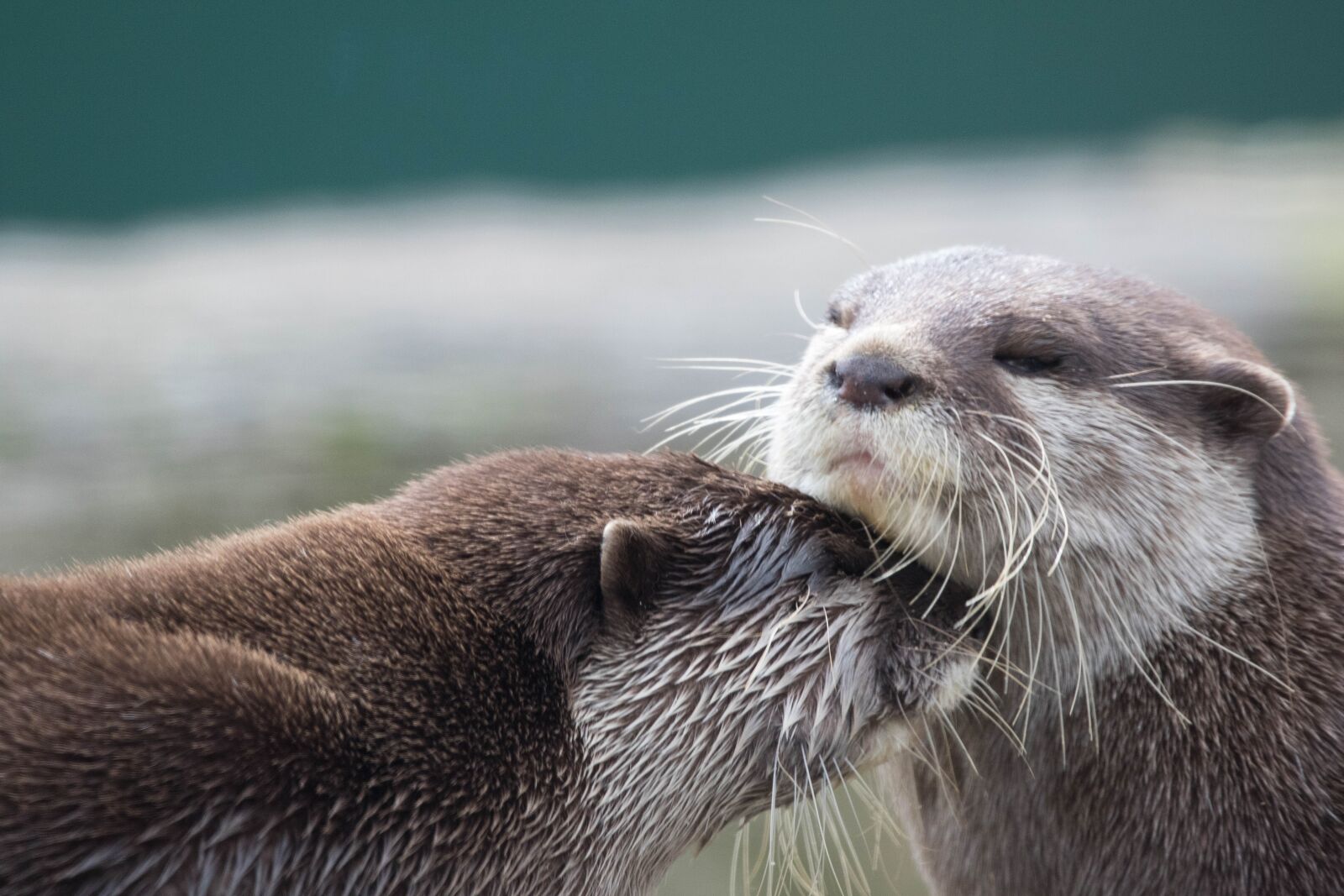 150-600mm F5-6.3 DG OS HSM | Contemporary 015 sample photo. Animal, otter, wild photography