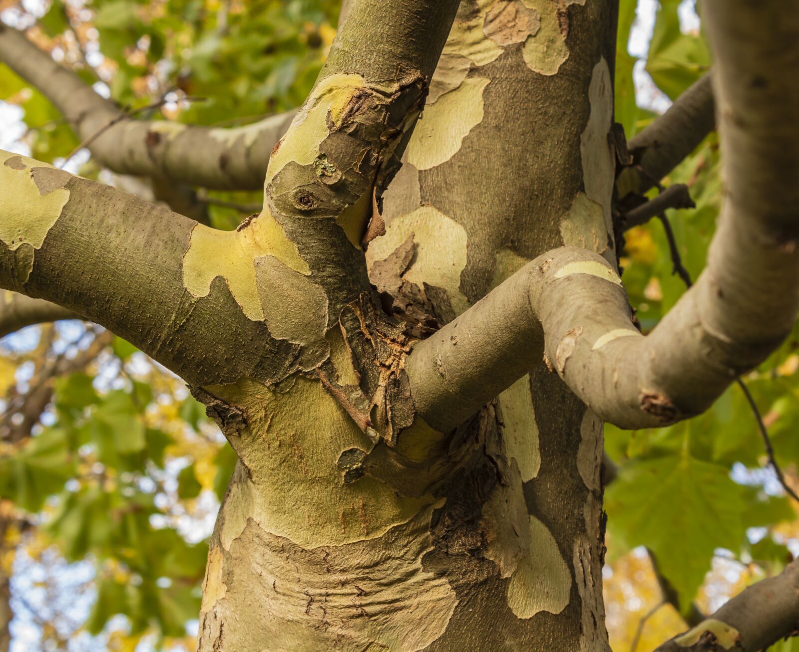 Canon EOS 1300D (EOS Rebel T6 / EOS Kiss X80) sample photo. Wood, branch, plane photography