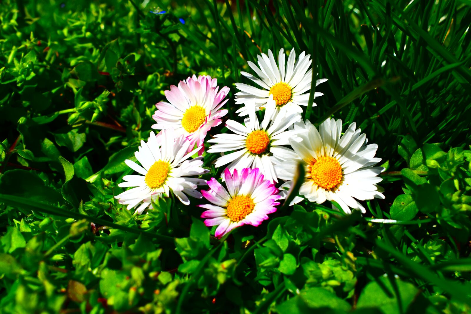 Nikon D3300 sample photo. Flowers, nature, green photography